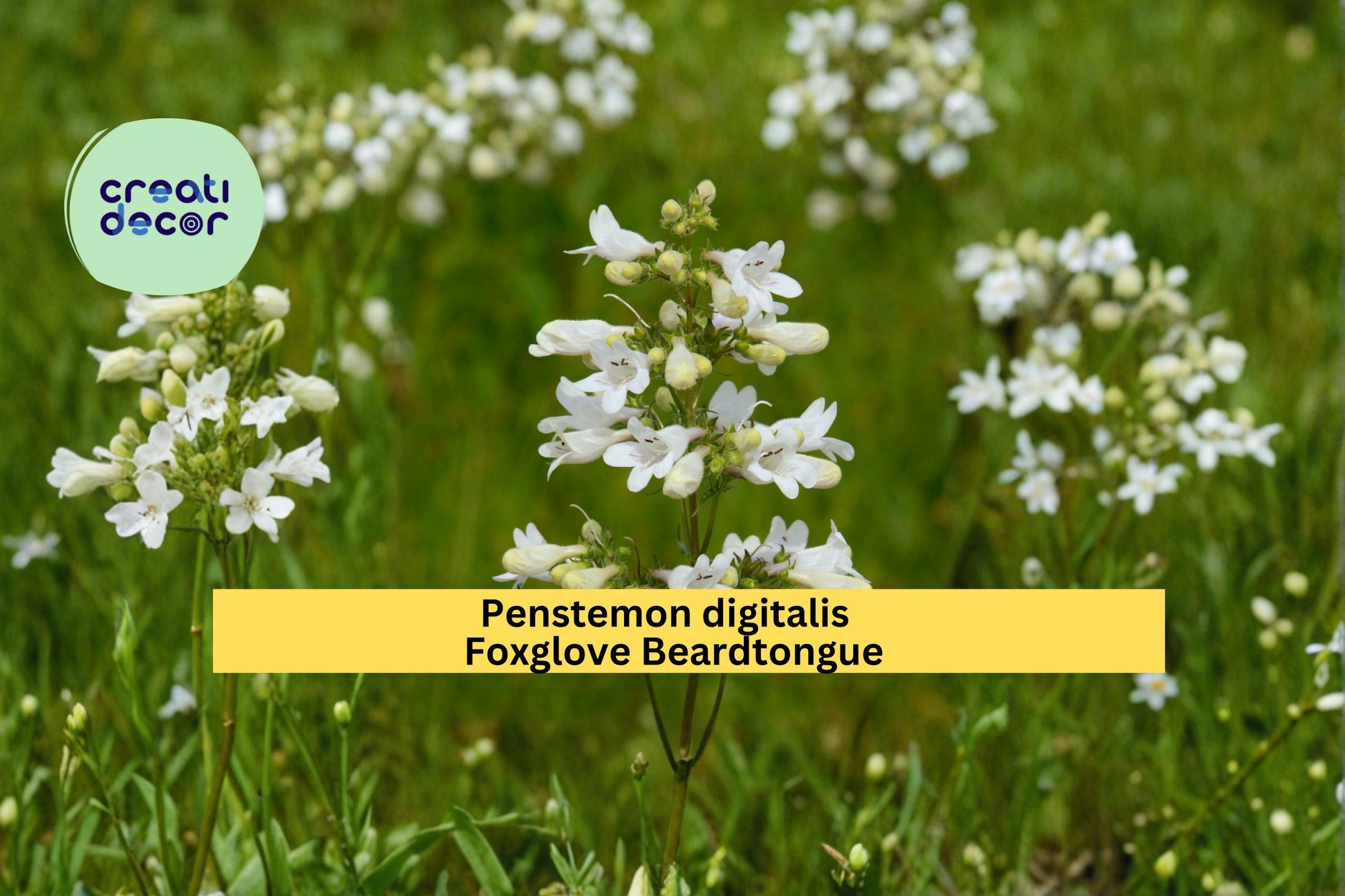 Foxglove Beardtongue Seeds, Penstemon digitalis, Native Wildflower, White Tubular Blooms, Perennial Garden Plant, 100 Seeds