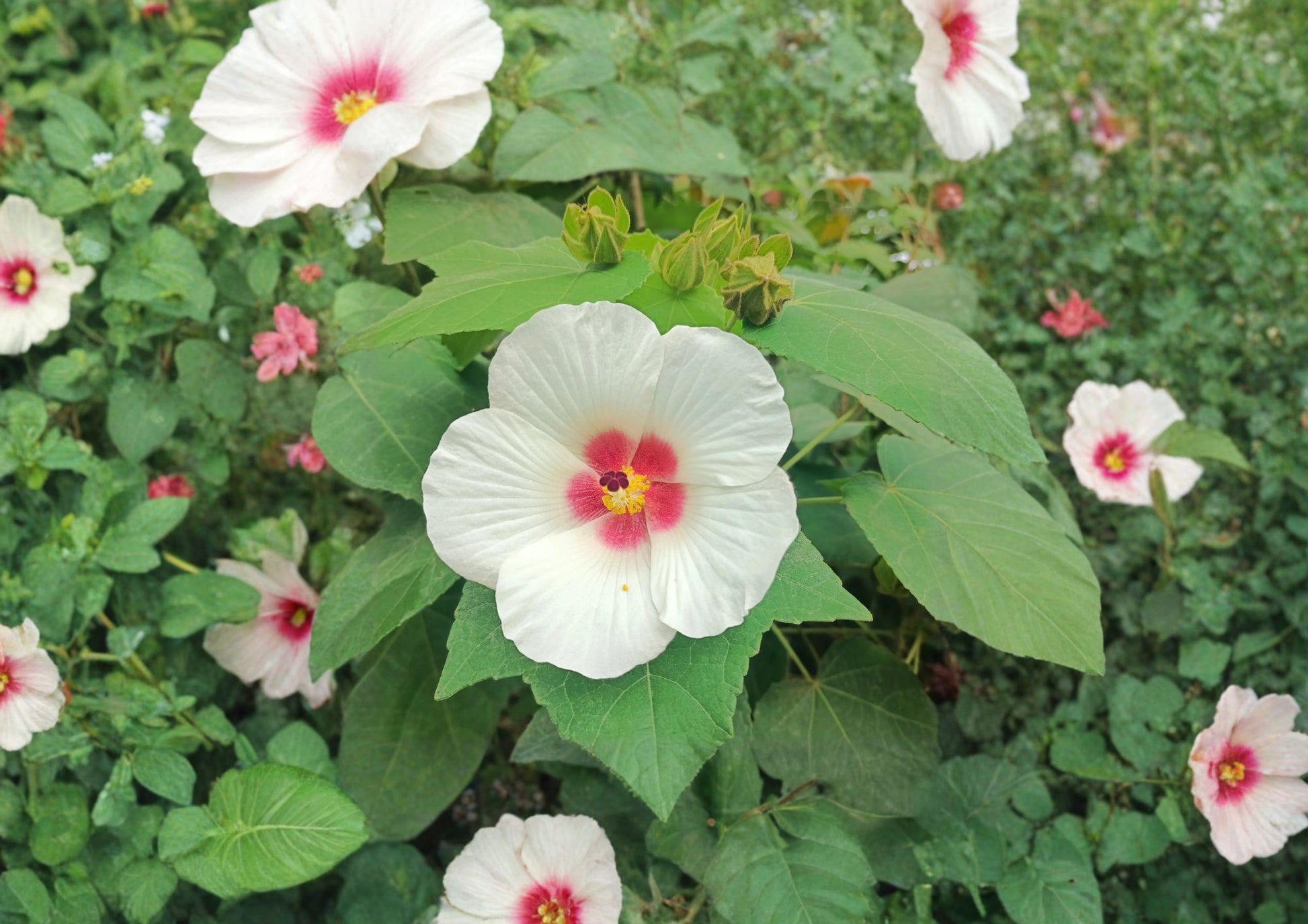 Hibiscus Lasiocarpos Seeds – Native Woolly Rose Mallow with Pink Flowers, Wetland Perennial, 25 Premium Seeds