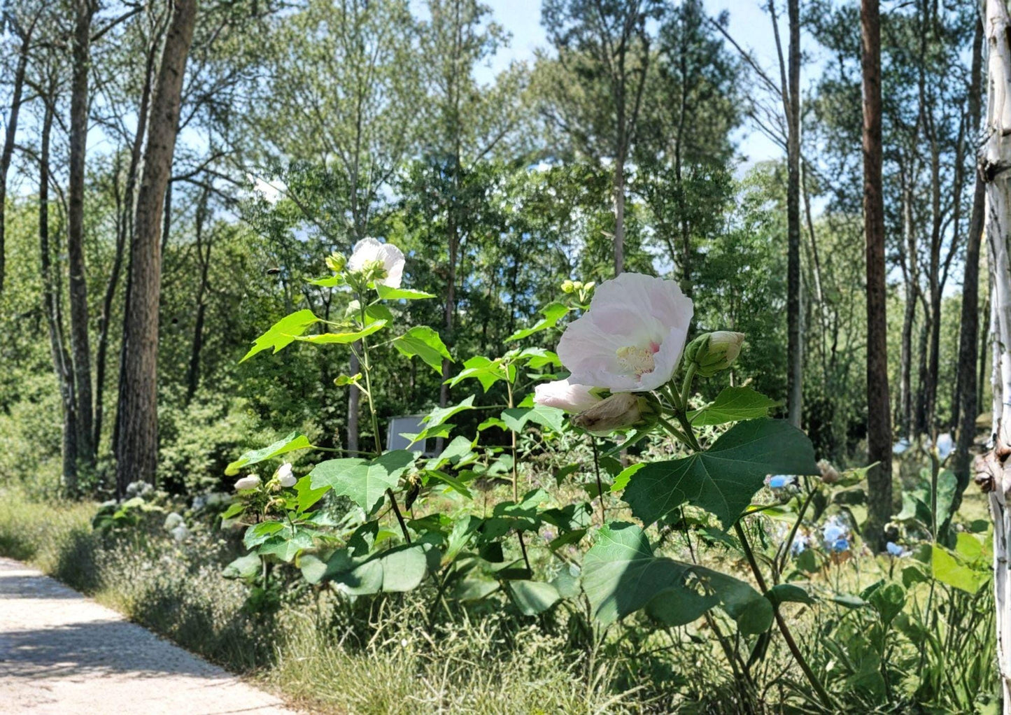 Hibiscus Paramutabilis Seeds | Hardy Pink Everblooming Flowering Shrub | False Confederate Rose Plant