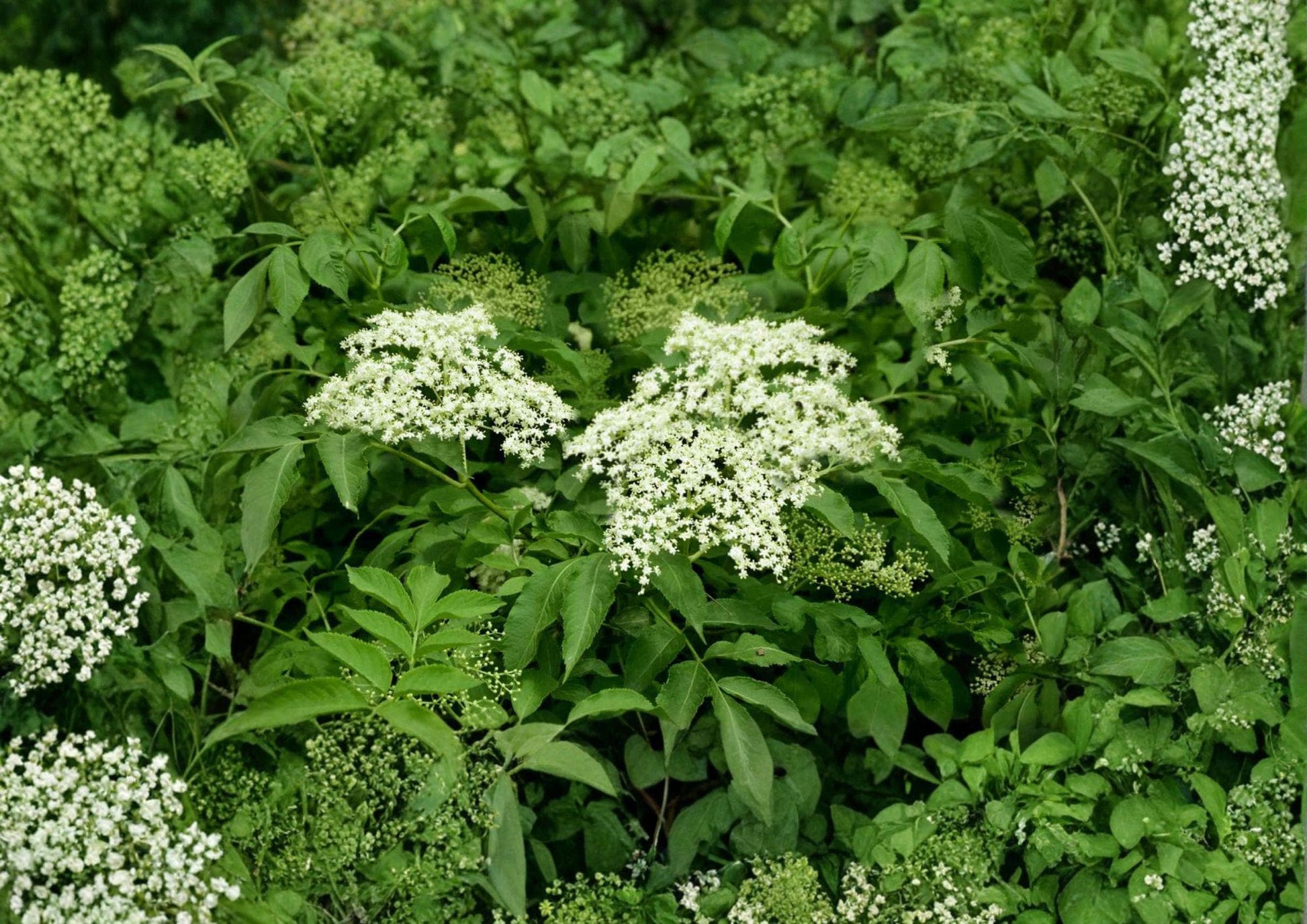 American Elderberry Seeds – Native Shrub for Edible Gardens & Wildlife, White Flowers, Sambucus canadensis, 50 Premium Seeds