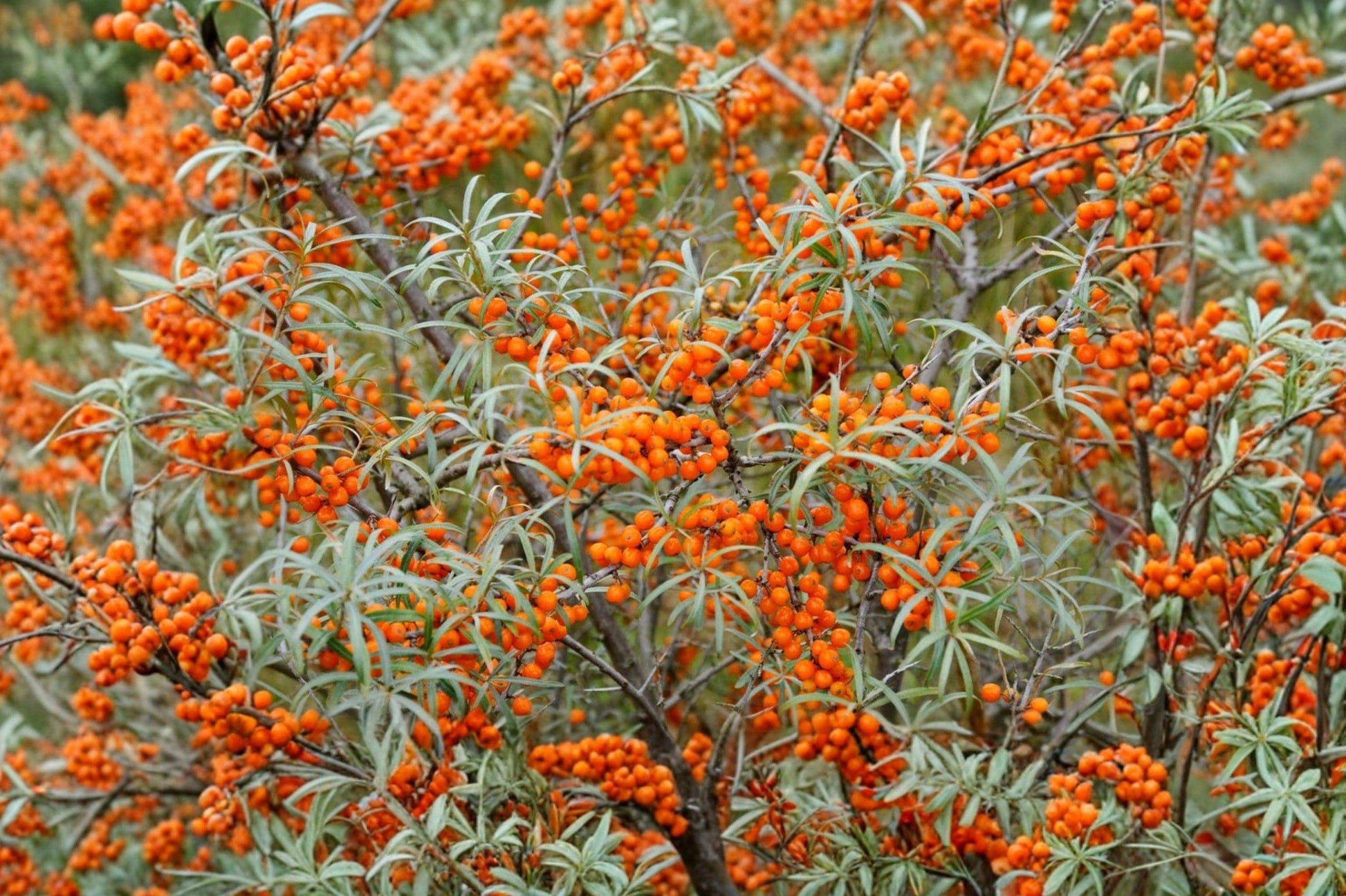 Sea Buckthorn Seeds – Edible Berry Shrub for Gardens & Wildlife, Hippophae rhamnoides, Cold Tolerant, Salt & Wind Resistant