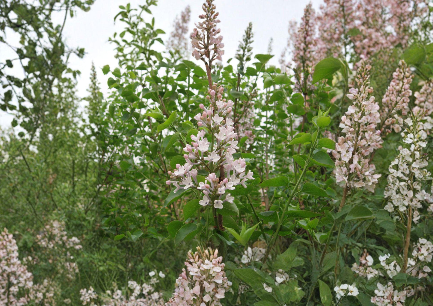Syringa Oblata Early Lilac Seeds – Fragrant Purple Spring Shrub for Gardens, Hedges & Borders