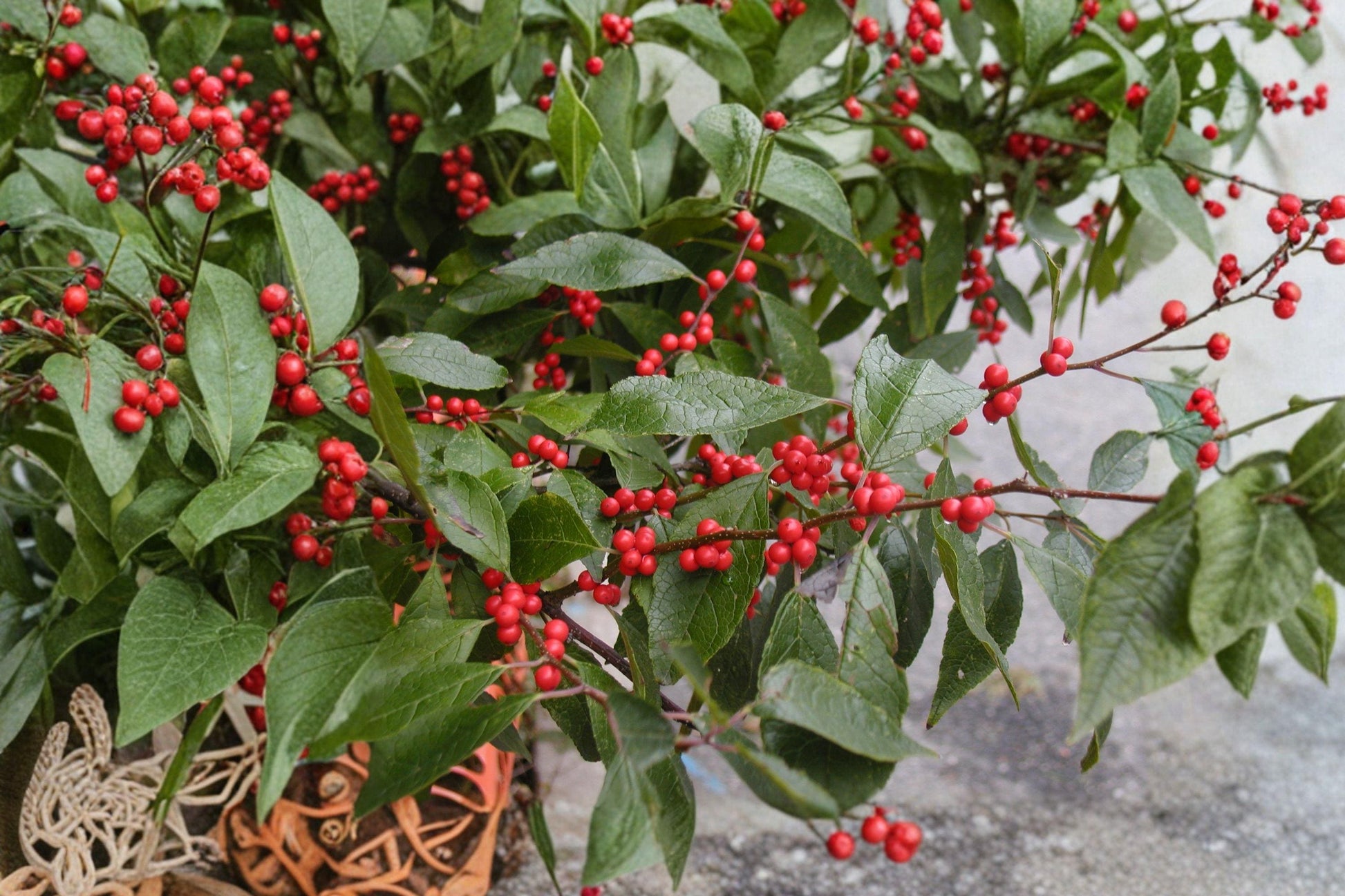 Winterberry Holly Seeds – Native Deciduous Shrub with Red Berries, Ilex verticillata, 25 Seeds for Wildlife Gardens & Natural Hedges