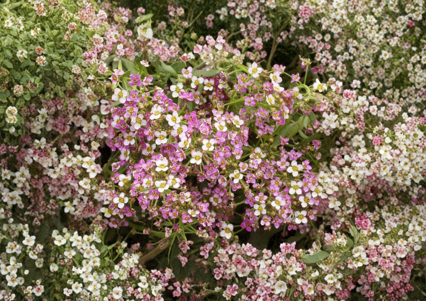 Dwarf Pink Sweet Alyssum Seeds – Fragrant Low-Growing Annual for Borders, Containers, Pollinator Gardens – Lobularia maritima