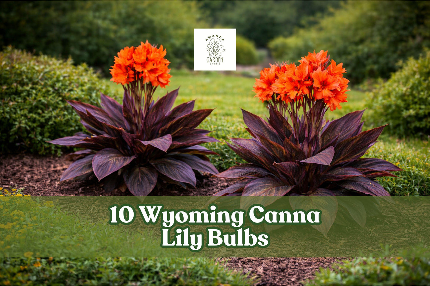 Wyoming Canna Lily Bulbs – Deep Red Tropical Flowers – Canna indica – Garden, Border, Container Planting
