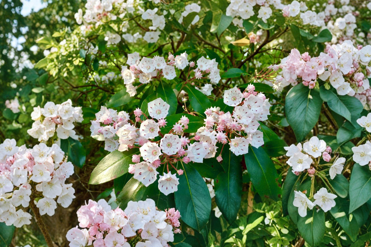 Mountain Laurel Seeds – 100 Native Evergreen Shrub Seeds with Pink Spring Blooms, Kalmia latifolia for Shade Gardens and Woodland Landscapes