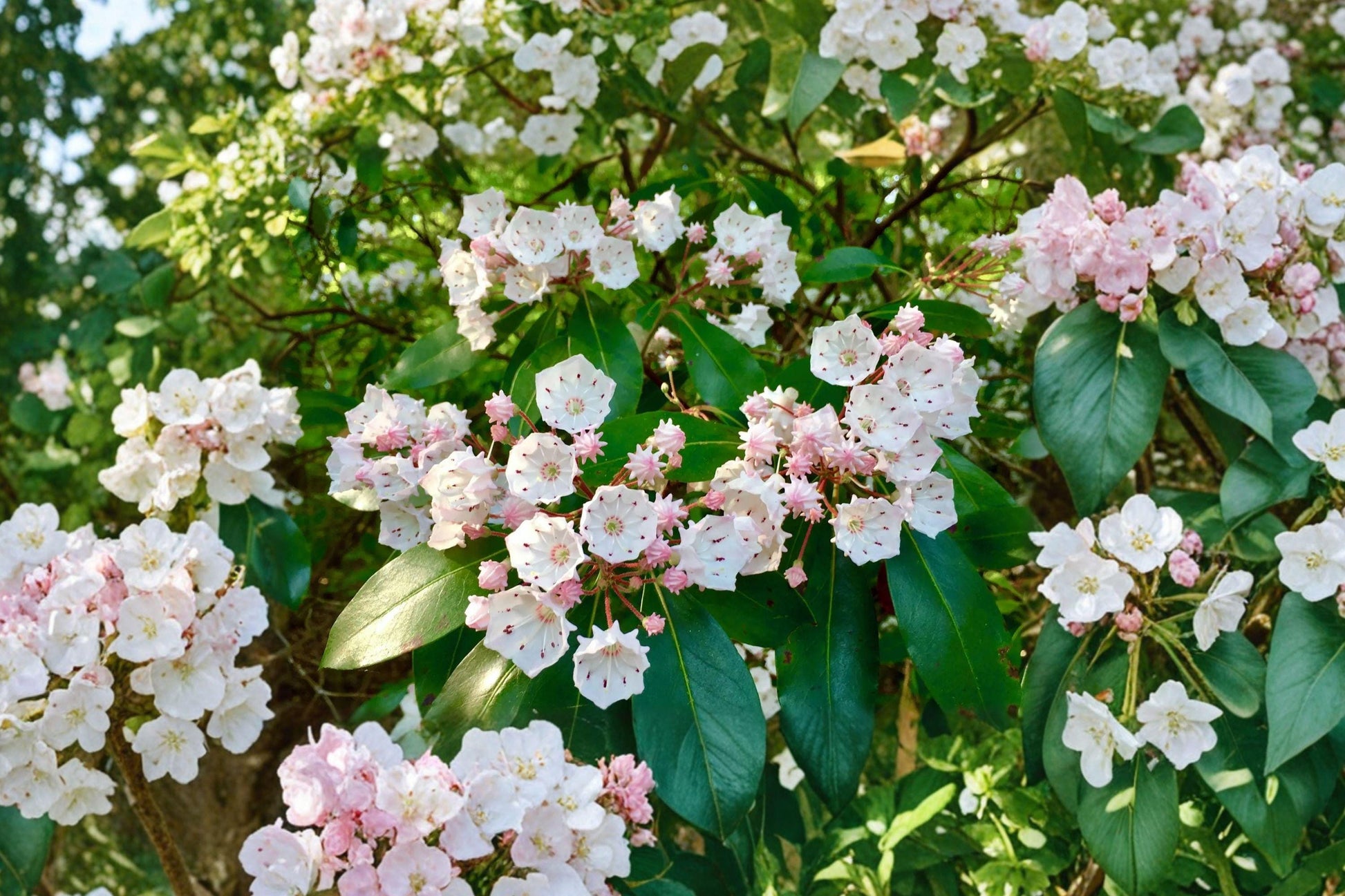 Mountain Laurel Seeds – 100 Native Evergreen Shrub Seeds with Pink Spring Blooms, Kalmia latifolia for Shade Gardens and Woodland Landscapes