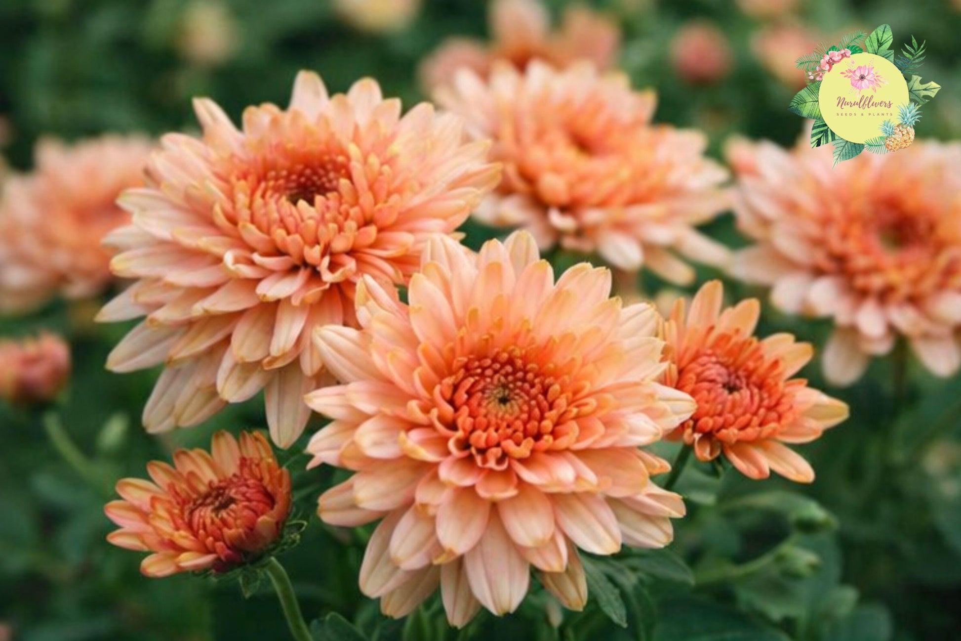 Pearl Gem Mum Chrysanthemum Seeds – Annual Garden Flowers for Borders, Containers, Bright Blooms, Pollinator Attracting, Chrysanthemum morifolium