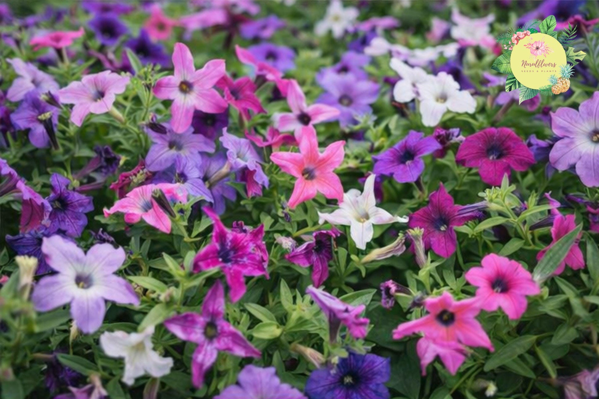 Lavender Ellegance Petunia Seeds – Perennial Flower for Borders, Containers, Attracts Pollinators, 1000+ Seeds