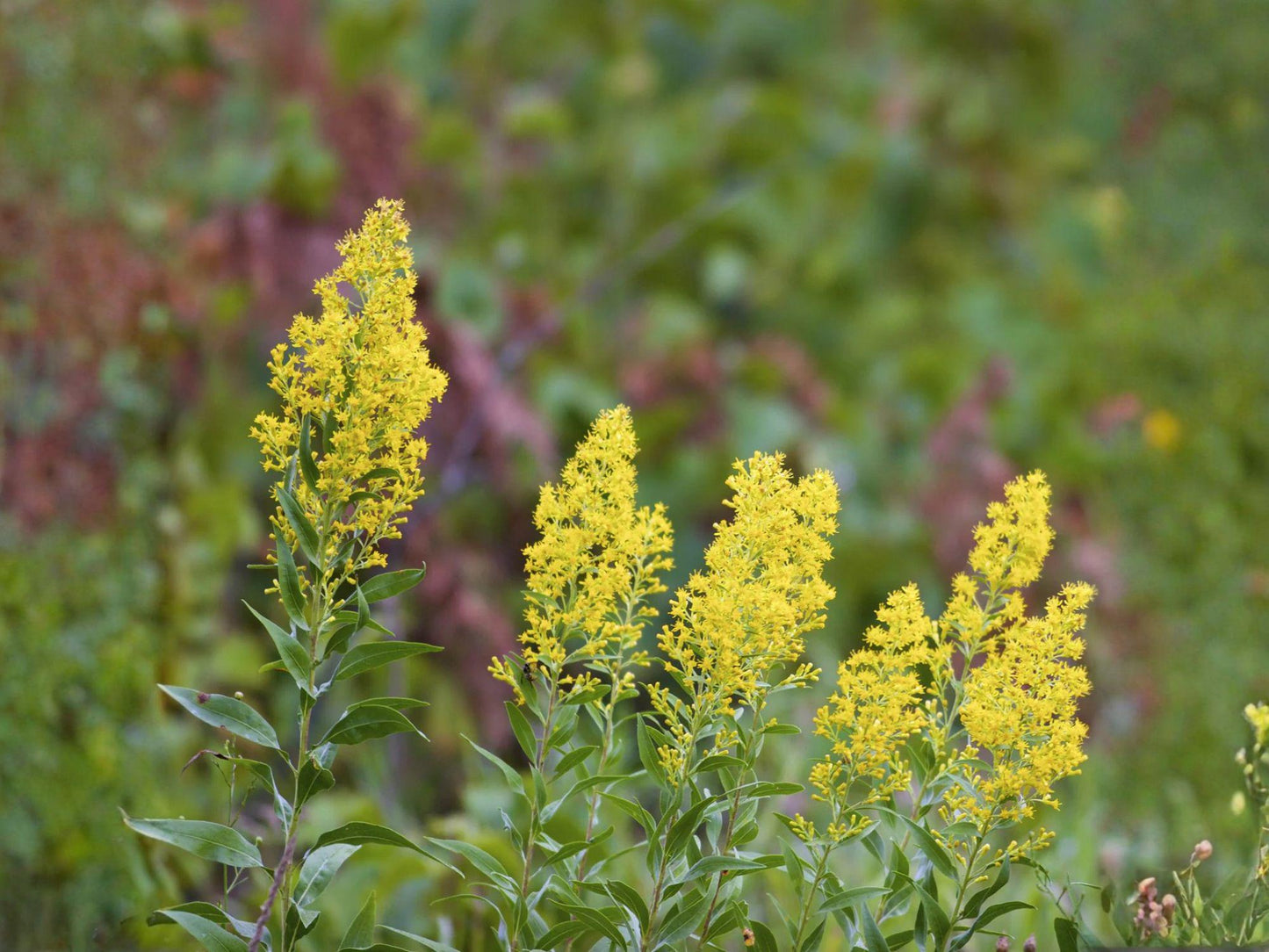Solidago speciosa Seeds – Showy Goldenrod Native Wildflower – Tall Yellow Fall Pollinator Perennial for Gardens