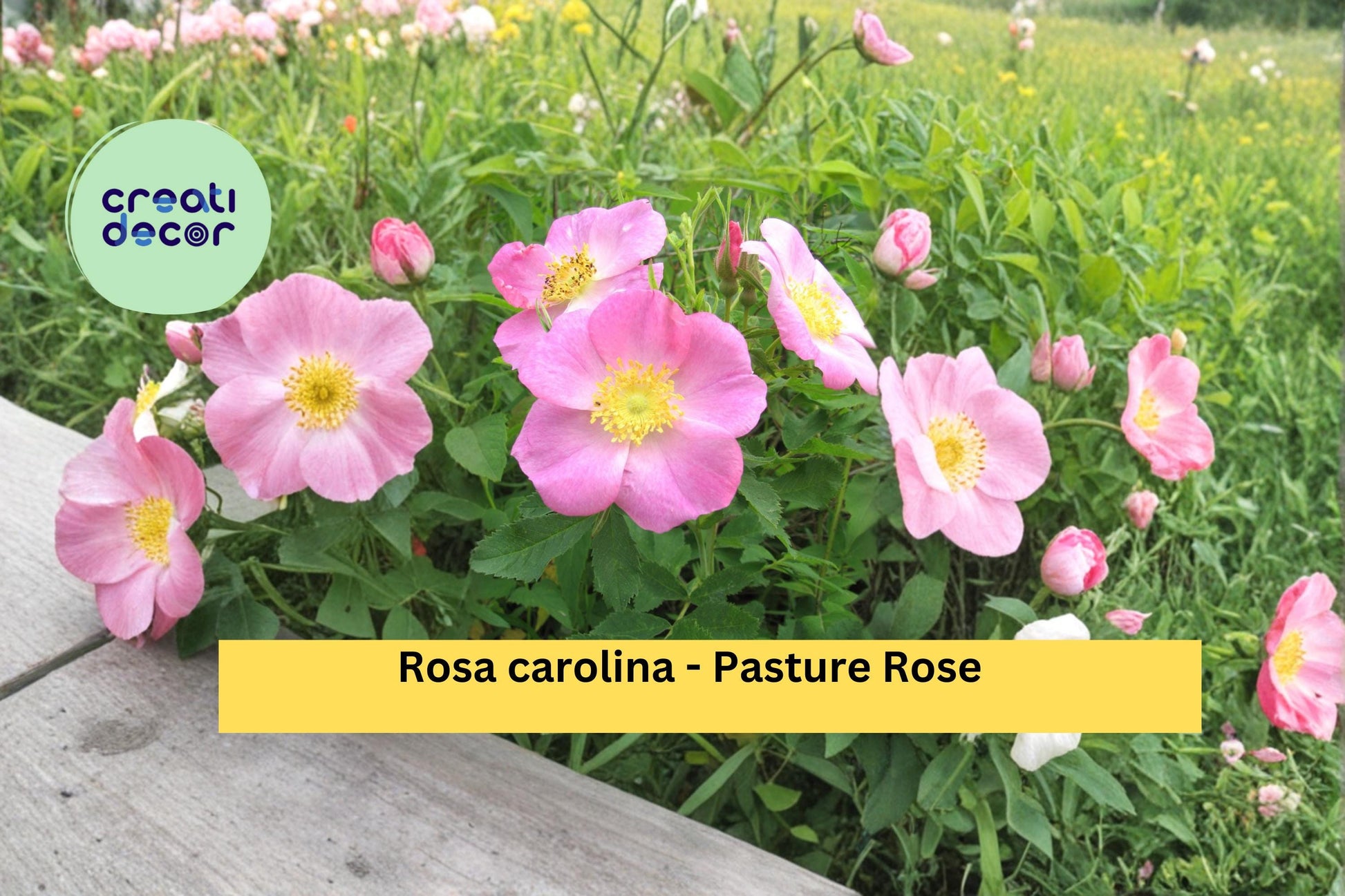Pasture Rose Seeds Rosa carolina Native Pink Wildflower Shrub Seeds for Garden, Borders & Prairie Planting
