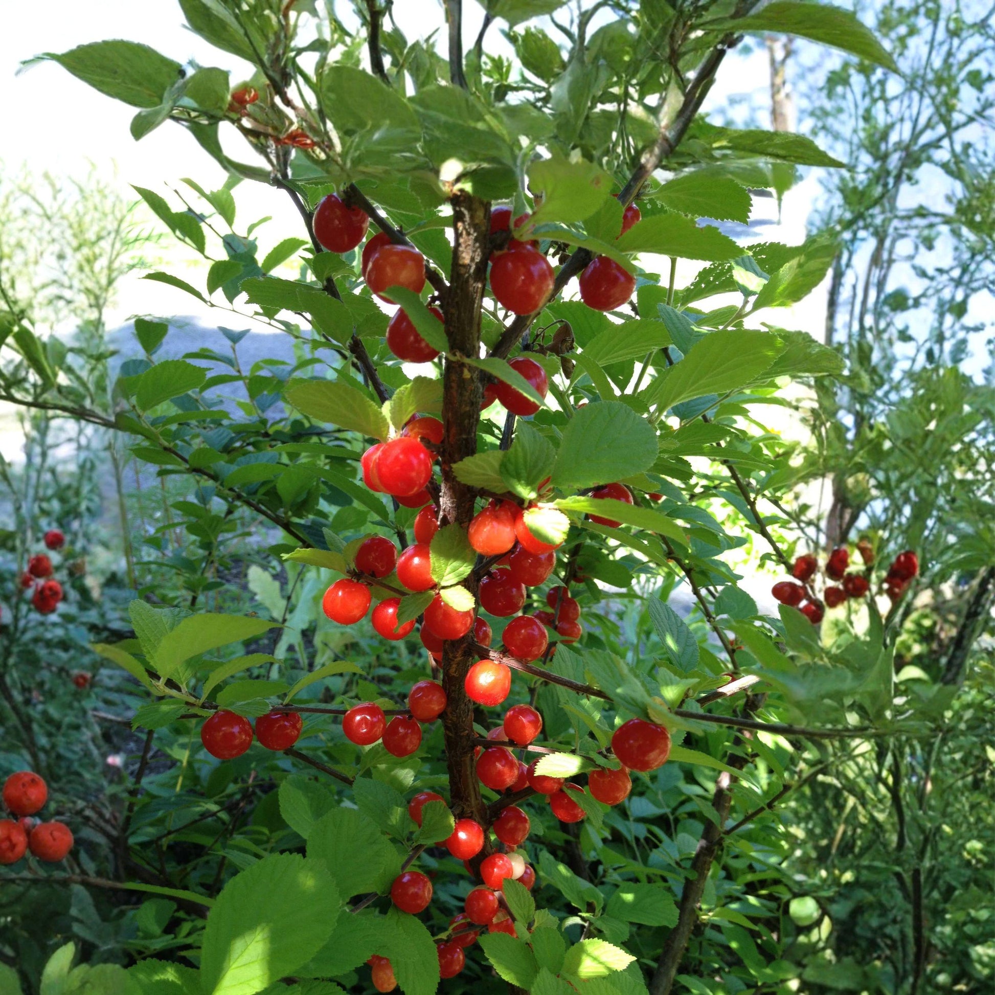 Nanking Cherry Seeds 10 Prunus tomentosa Hardy Fruit Shrub for Edible Landscape, Hedges & Wildlife Gardens