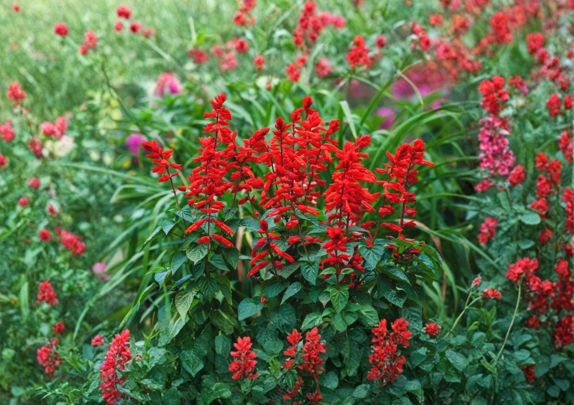 Scarlet Sage Seeds, Salvia coccinea, Pollinator-Friendly, Medicinal & Culinary Herb, Vibrant Red Flowers, Hummingbird & Butterfly Attractant