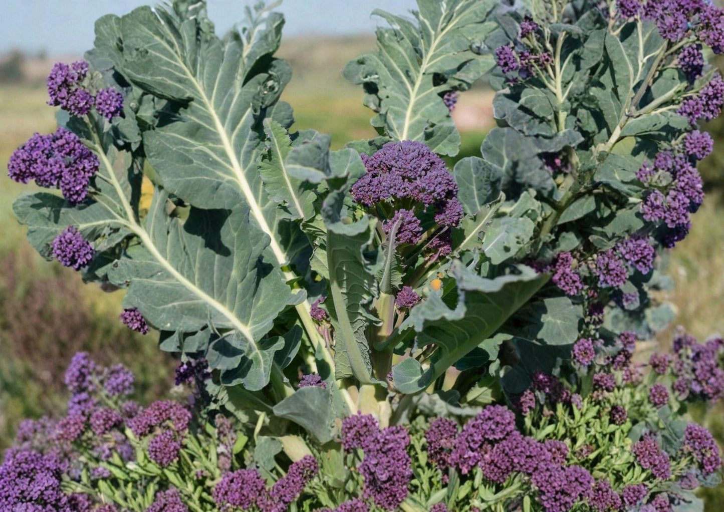 Heirloom Vegetable Seeds | Early Purple Sprouting Broccoli | Non-GMO Brassica for Garden Planting