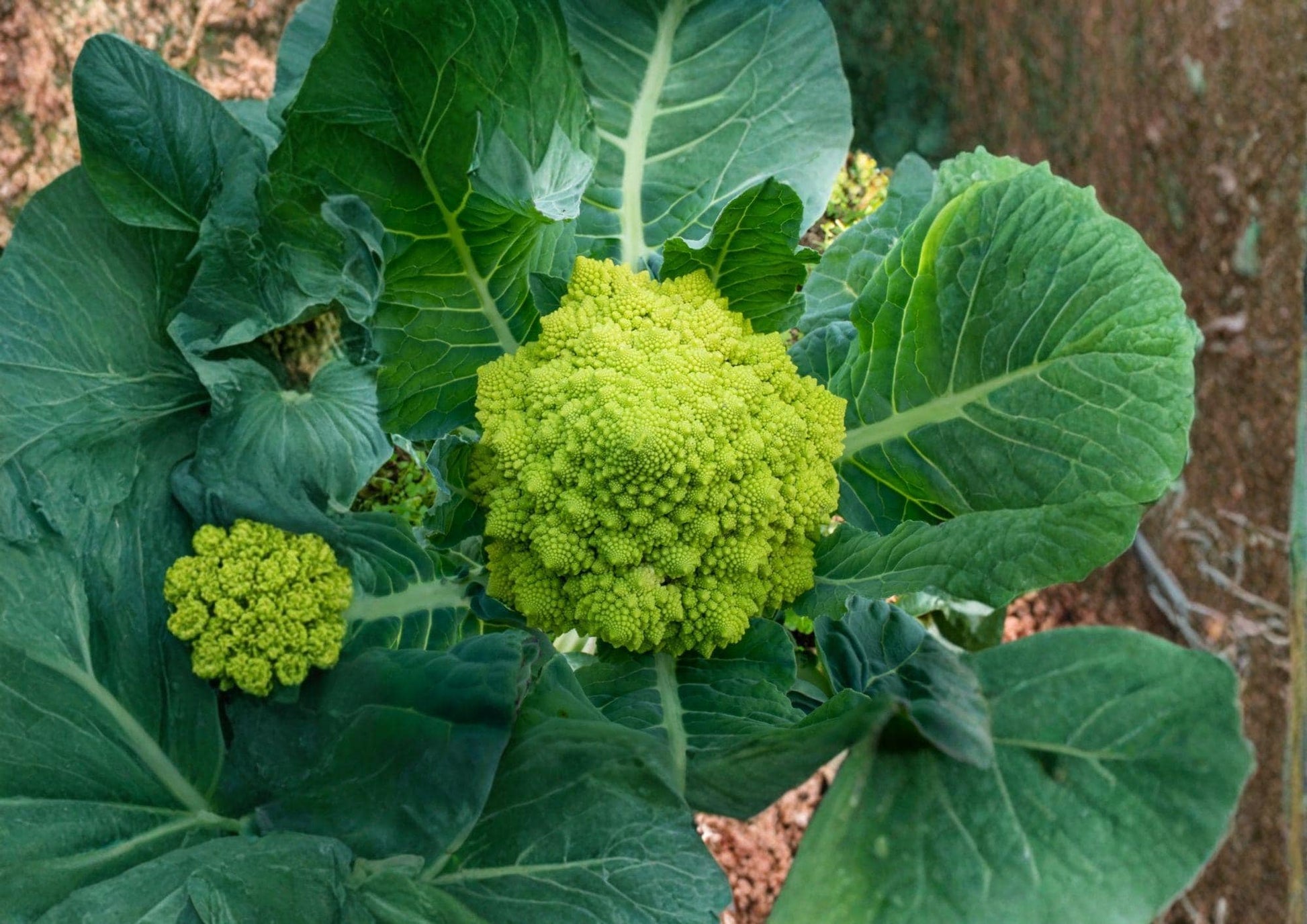 Romanesco Broccoli Seeds 100+ Heirloom Non-GMO Vegetable Fractal Lime Green Brassica Oleracea