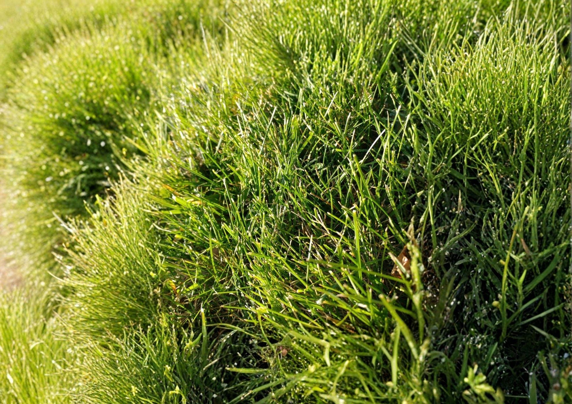 Cat Grass Seeds, Crested Wheatgrass, Non-GMO, Pet Safe, Indoor & Outdoor Growing, Fresh Greens for Cats & Small Pets