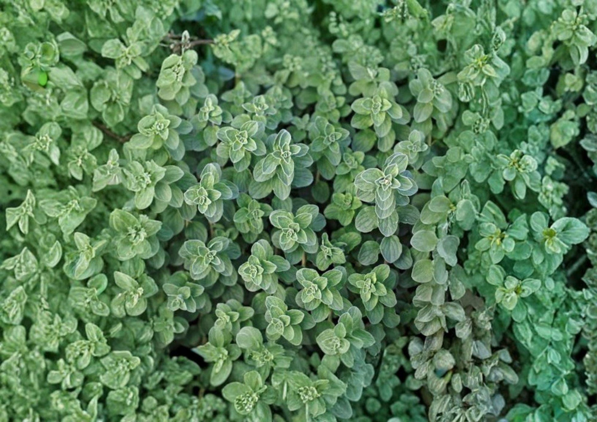 Greek Oregano Seeds, Heirloom, Aromatic Culinary Herb, Non-GMO, Perennial, Butterfly-Friendly, Garden Planting