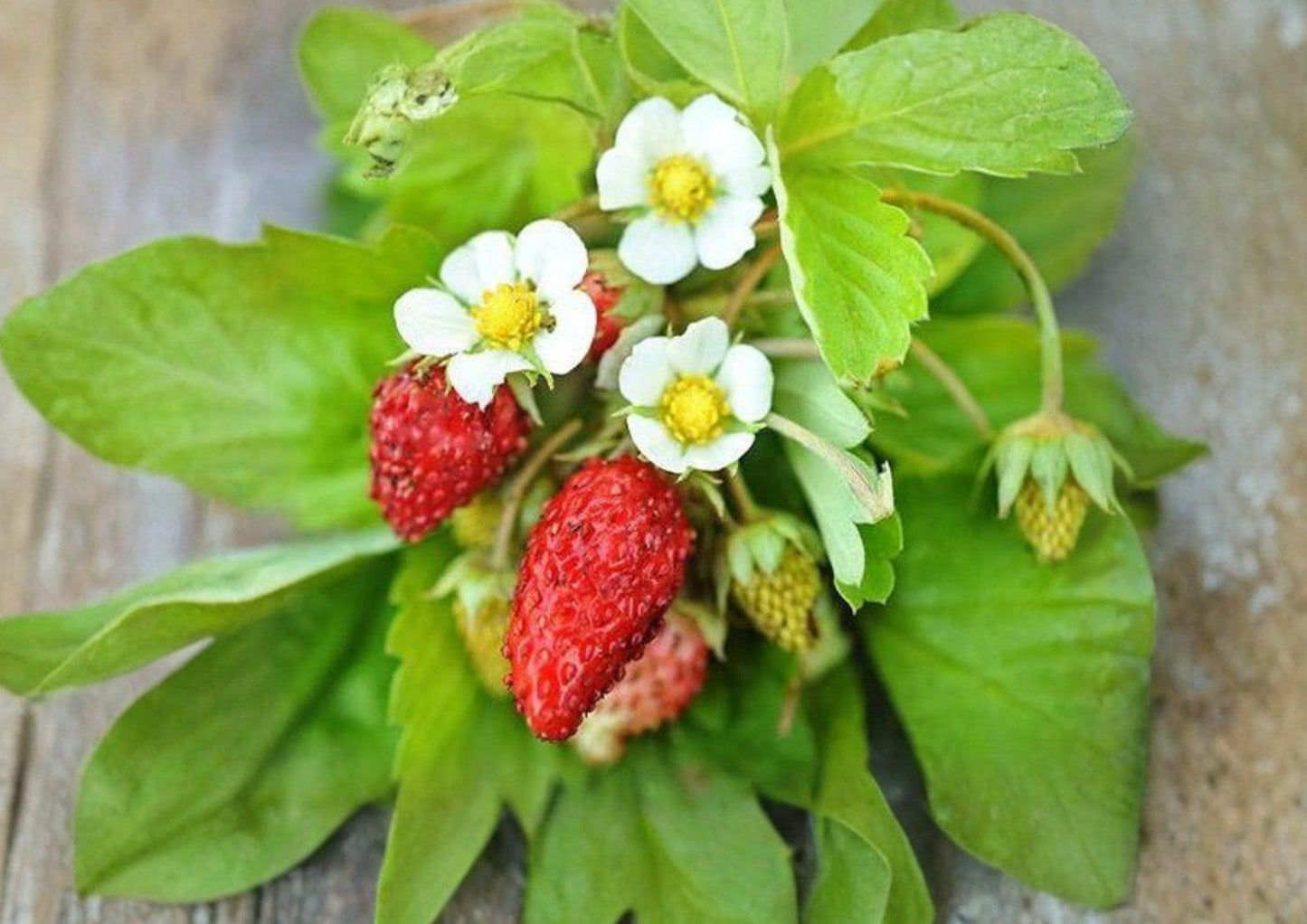 50+ Alexandria Strawberry Seeds – Heirloom Alpine Miniature Fruit, Everbearing, Non-GMO, Garden Planting for Containers & Edible Gardens