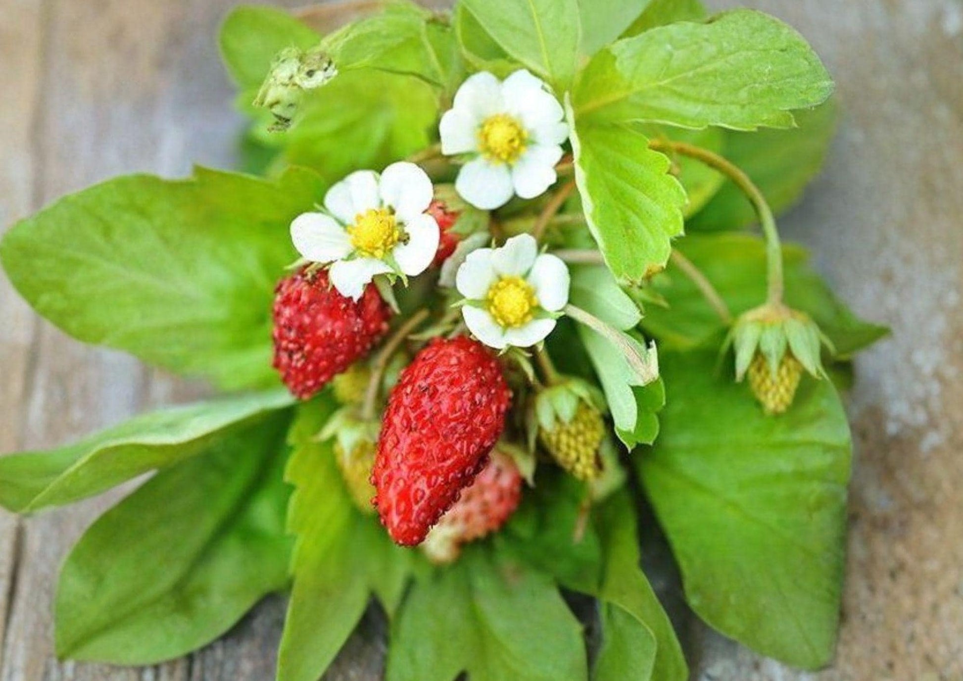 50+ Alexandria Strawberry Seeds – Heirloom Alpine Miniature Fruit, Everbearing, Non-GMO, Garden Planting for Containers & Edible Gardens