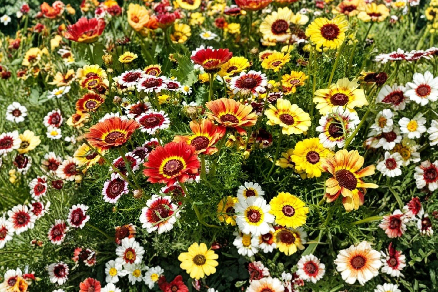 Painted Daisy Mix Seeds – 100+ Bright, Large-Flowering Heirloom Non-GMO Pollinator Garden Plants