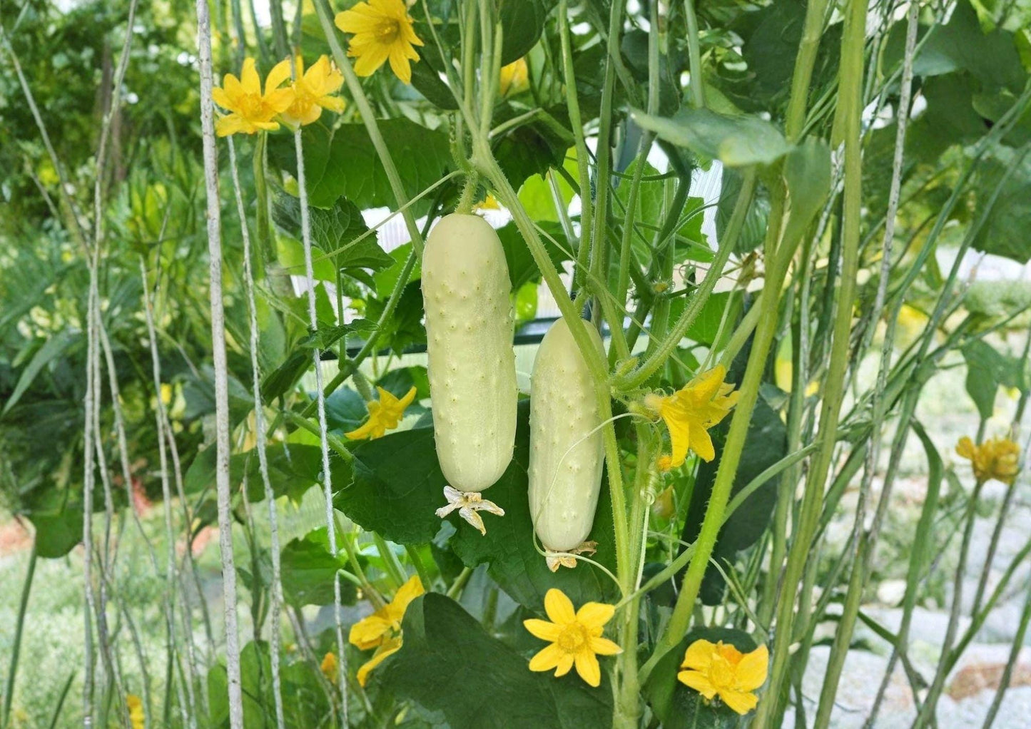 White Wonder Cucumber Seeds – Heirloom Non-GMO Vegetable for Garden Planting, Creamy White Slicing Cucumbers, 50+ Seeds