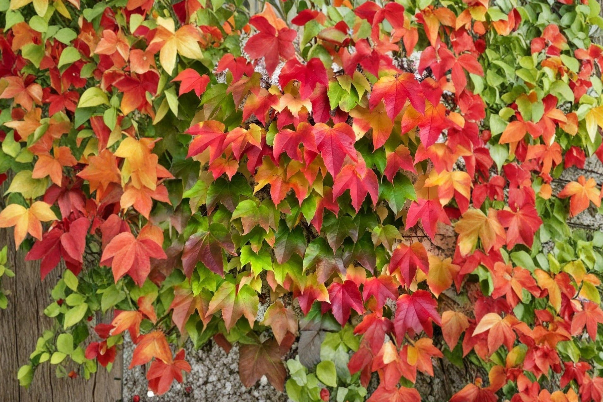 Boston Ivy Seeds – Climbing Vine with Red Fall Color, Parthenocissus tricuspidata, 10 Seeds