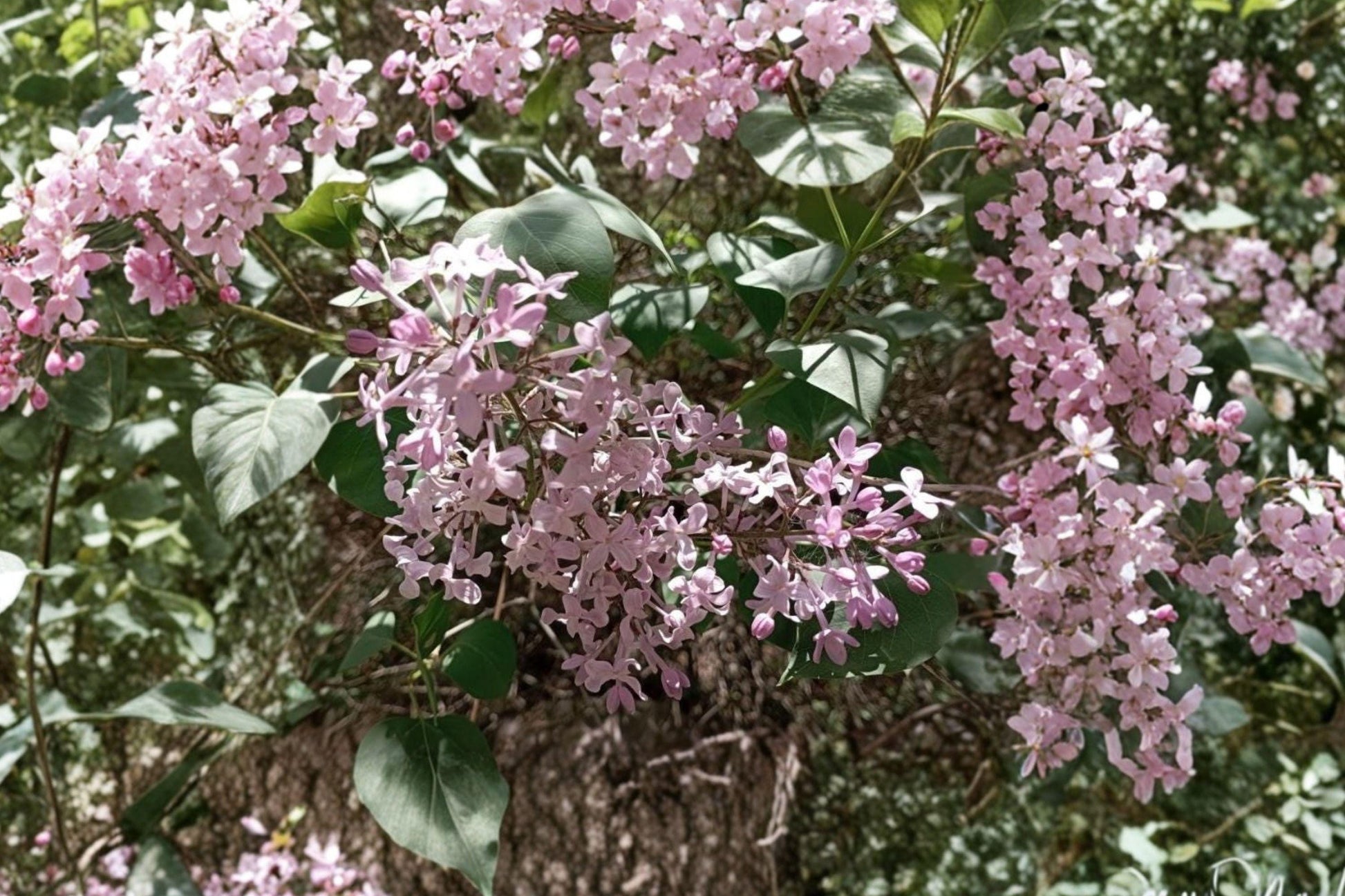 Syringa Oblata Seeds – Fragrant Purple Early Spring Blooming Shrubs, 25 Seeds for Hedges and Borders