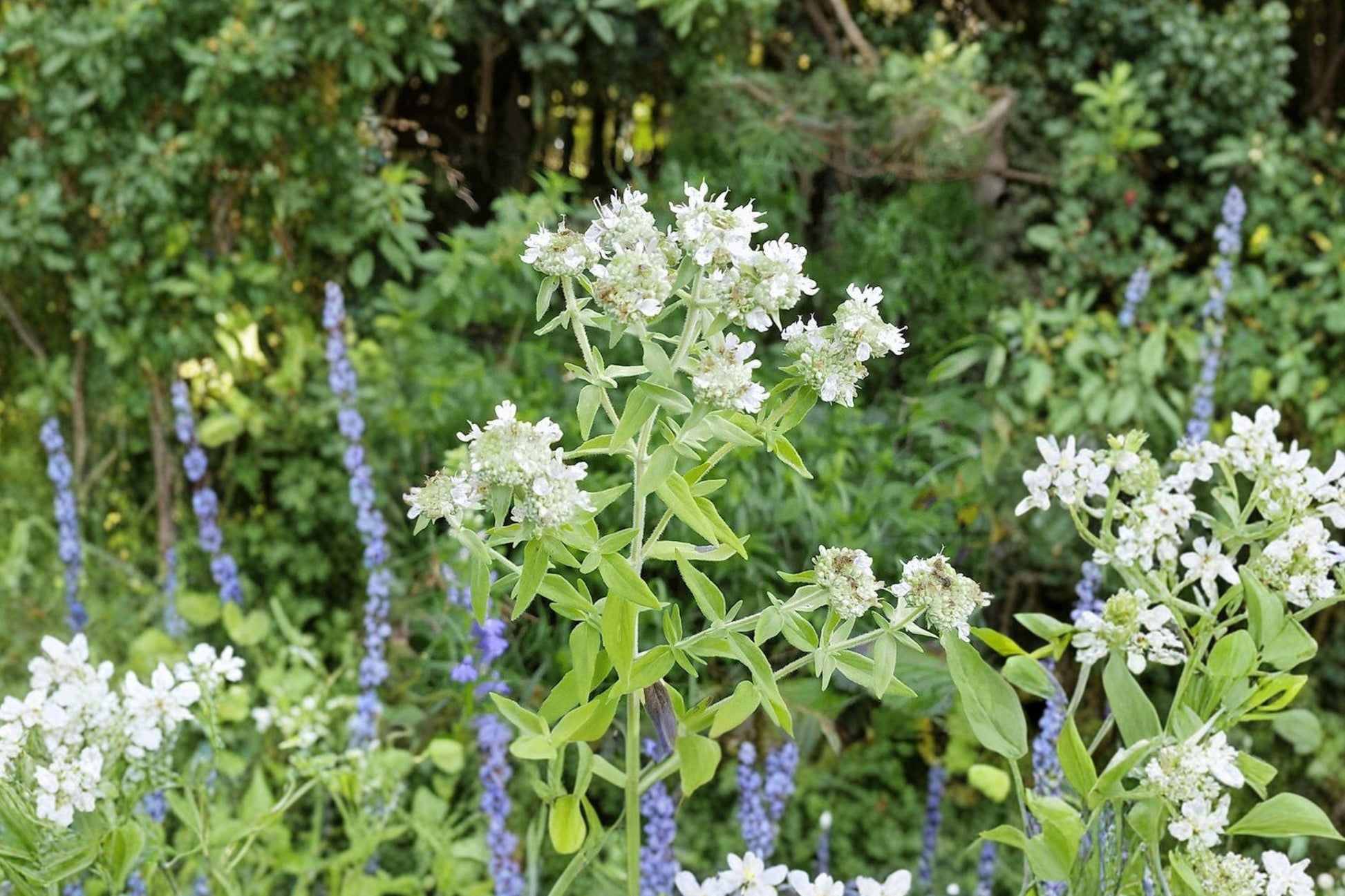 Hairy Mountain Mint Seeds – Native Perennial Herb, 100 Seeds, Aromatic, Pollinator Magnet, Pycnanthemum pilosum, Full Sun, Drought Tolerant