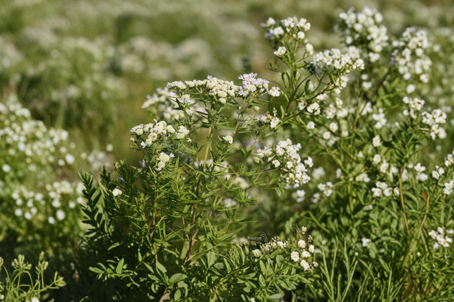 Mountain Mint Seeds – 100 Native Perennial Herb for Pollinator Gardens – Pycnanthemum virginianum