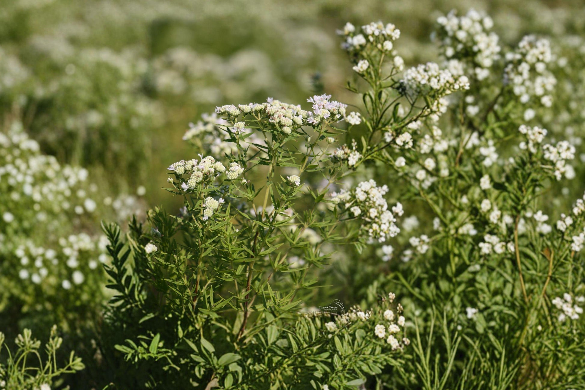 Mountain Mint Seeds – 100 Native Perennial Herb for Pollinator Gardens – Pycnanthemum virginianum