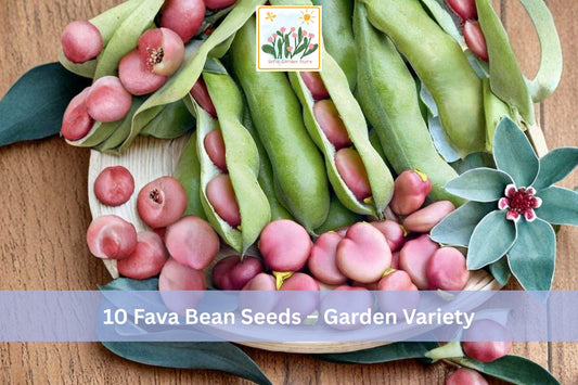 10 Fava Bean Seeds – Garden Variety Vicia faba for Spring & Fall Vegetable Gardens