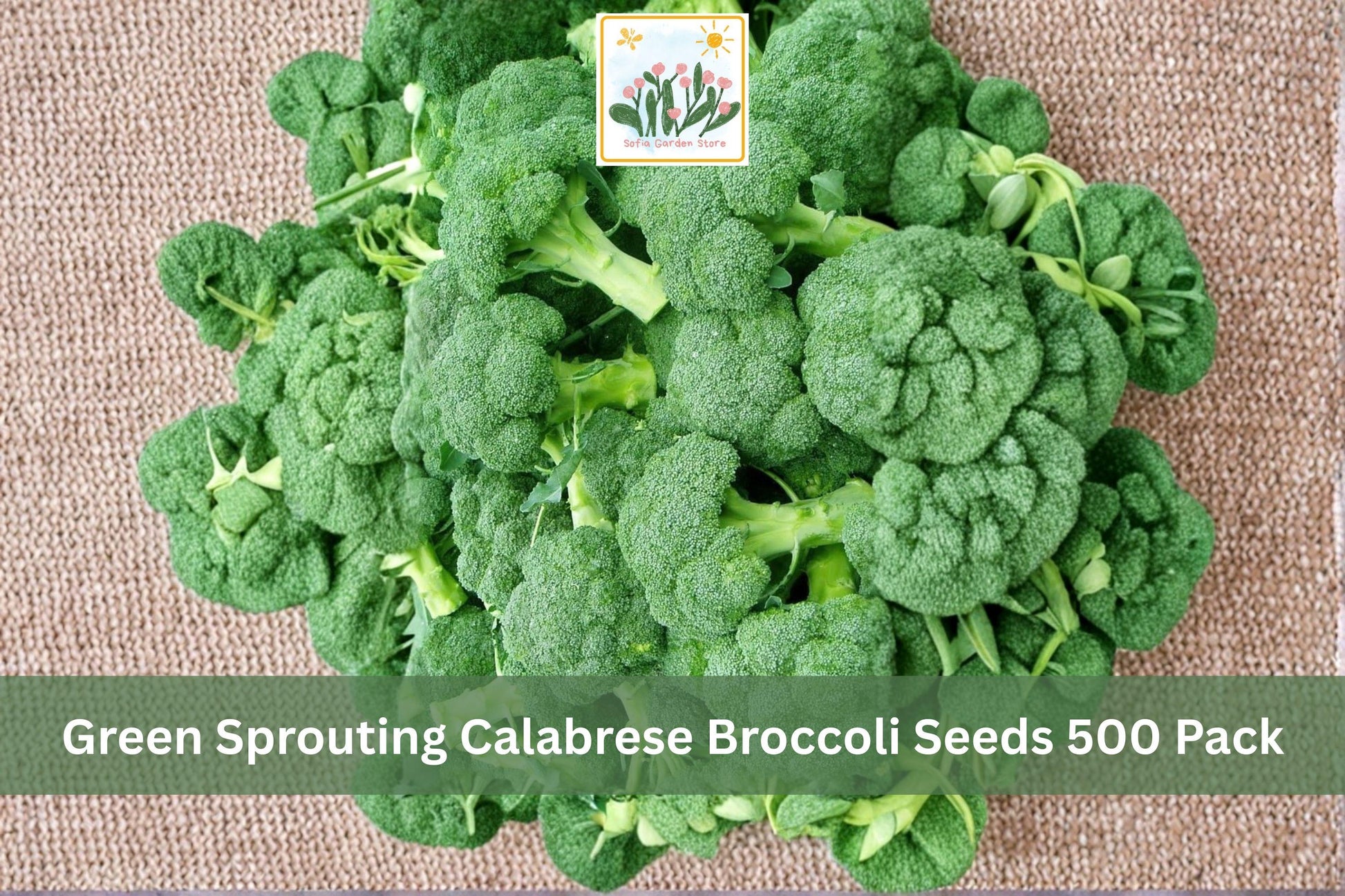 Green Sprouting Calabrese Broccoli Seeds 500 Pack – Brassica oleracea var. italica Vegetable Seeds for Garden, Raised Beds
