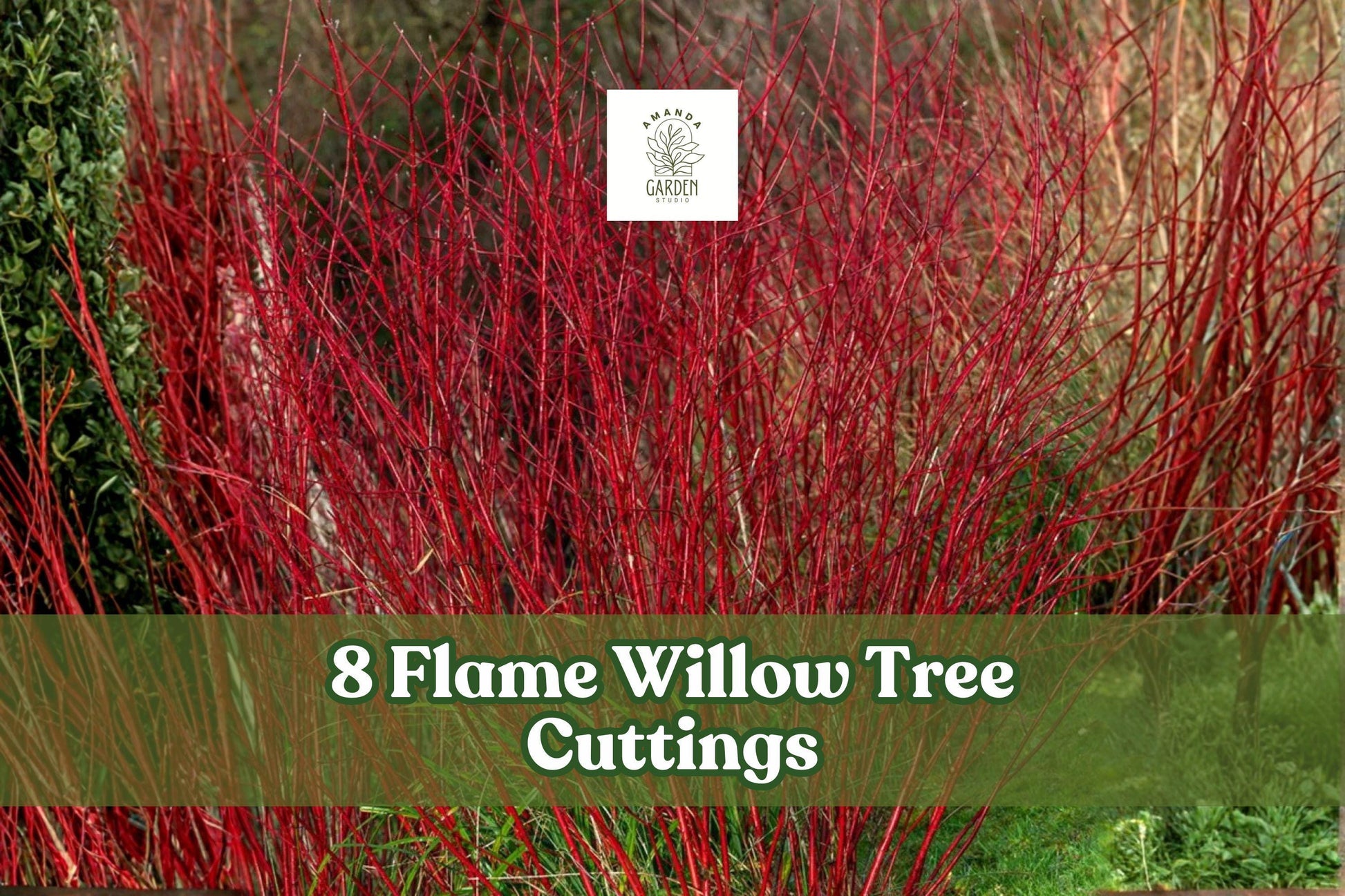 8 Flame Willow Tree Cuttings – Red Orange Bark, Deciduous Salix spp., Fast-Growing Privacy Hedge & Landscape Tree