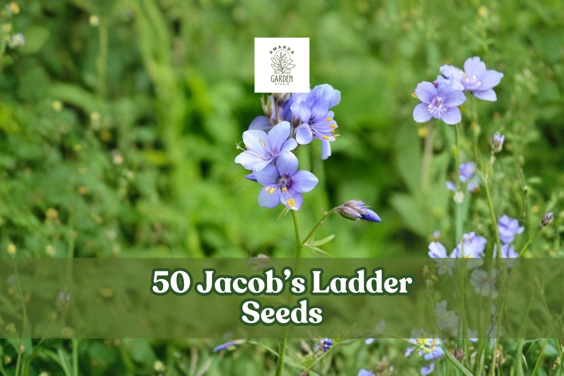 Jacob’s Ladder Seeds – 50 Perennial Wildflower Seeds for Shade Gardens, Blue & Pink Blooms, Polemonium reptans