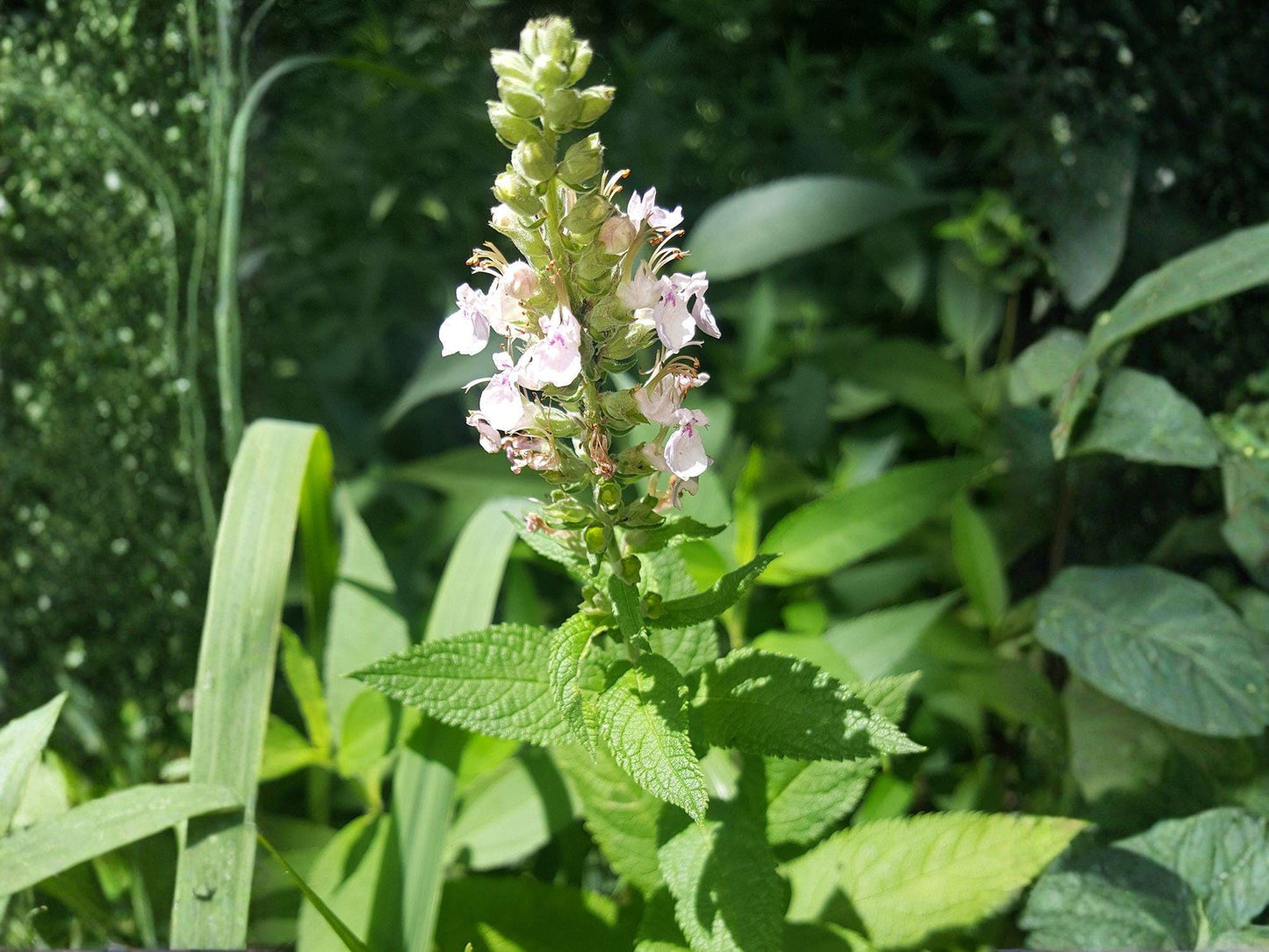 Teucrium Canadense Seeds – Native American Germander Perennial – Pink Purple Pollinator Plant – Wildflower for Native Gardens