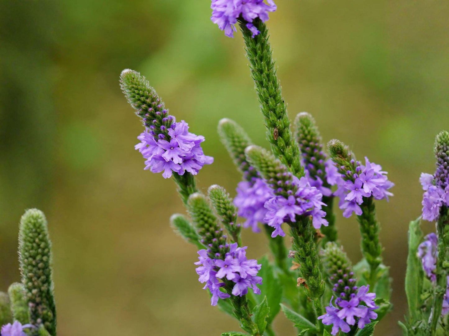 Verbena stricta Seeds – Native Prairie Wildflower, Purple Pollinator Perennial, Drought-Tolerant, Summer Bloom, Bee & Butterfly Attractant