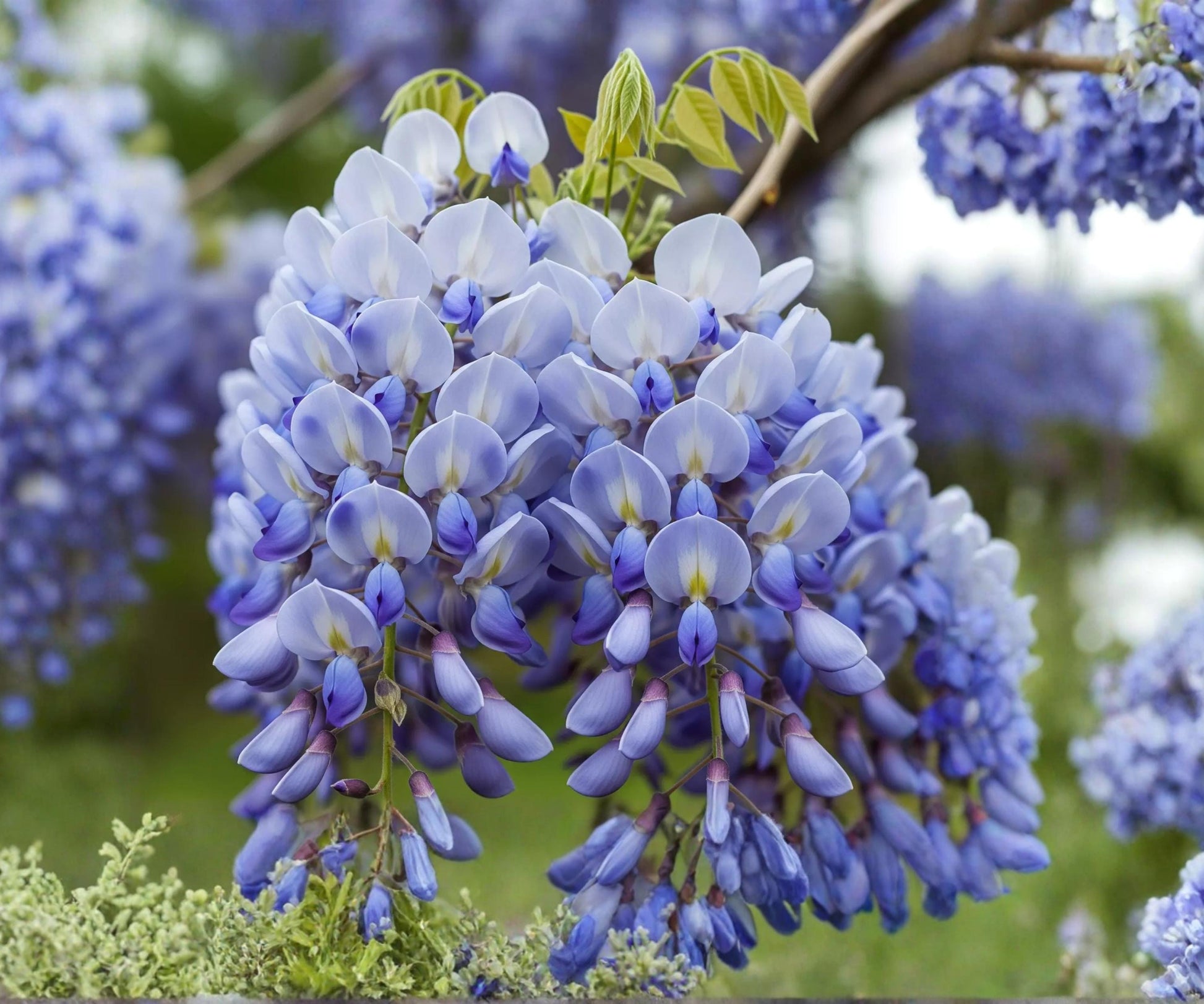 Chinese Wisteria Live Plant 1-2 Ft, Wisteria sinensis, Purple Flower Vine, Climbing Ornamental Vine for Garden Trellises