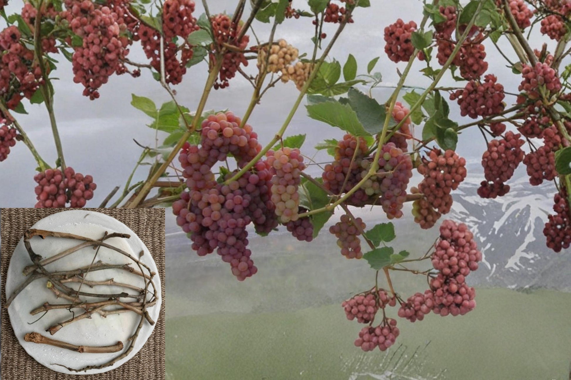 Somerset Seedless Grape Cuttings Vitis Cold Hardy Fruit Vine for Home Gardens and Trellises