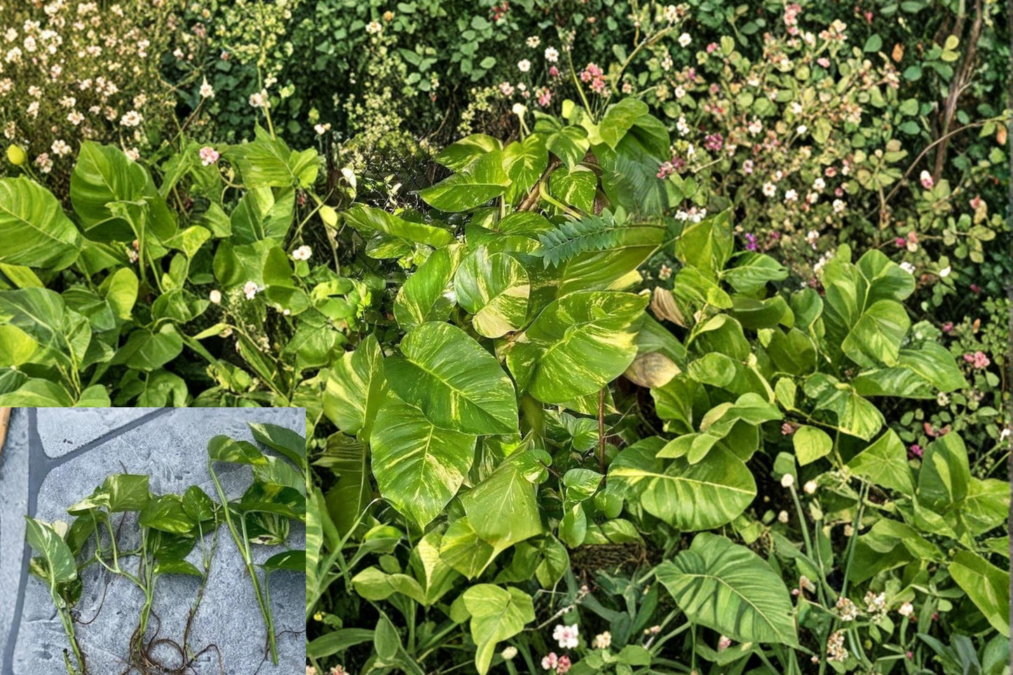 Golden Queen Pothos Cuttings – Variegated Epipremnum aureum, Trailing Houseplant, Indoor Garden, Hanging Basket, Perennial