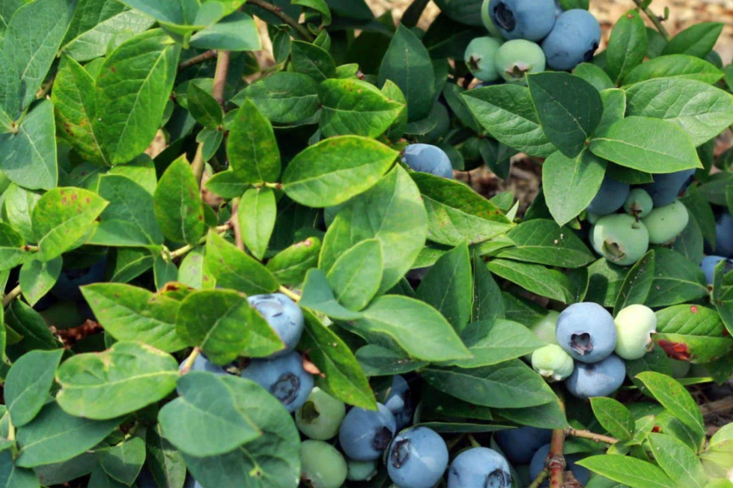 Northern Highbush Blueberry Seeds – 200 Edible Fruit Seeds for Garden, Vaccinium corymbosum