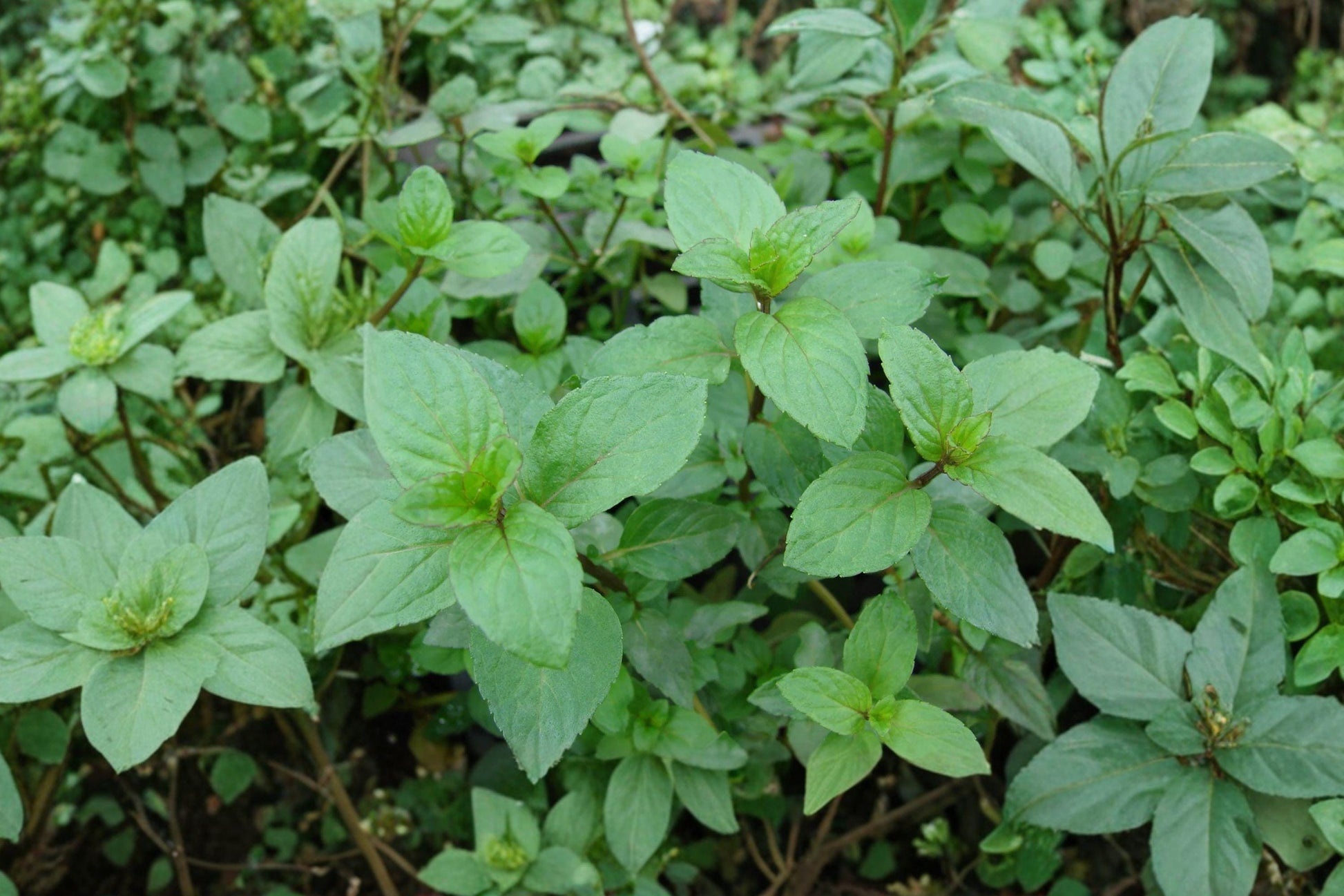 Peppermint Seeds, Mentha Piperita, Heirloom Non-GMO, Perennial Herb for Tea, Culinary & Pollinator Gardens, 3000 Pack