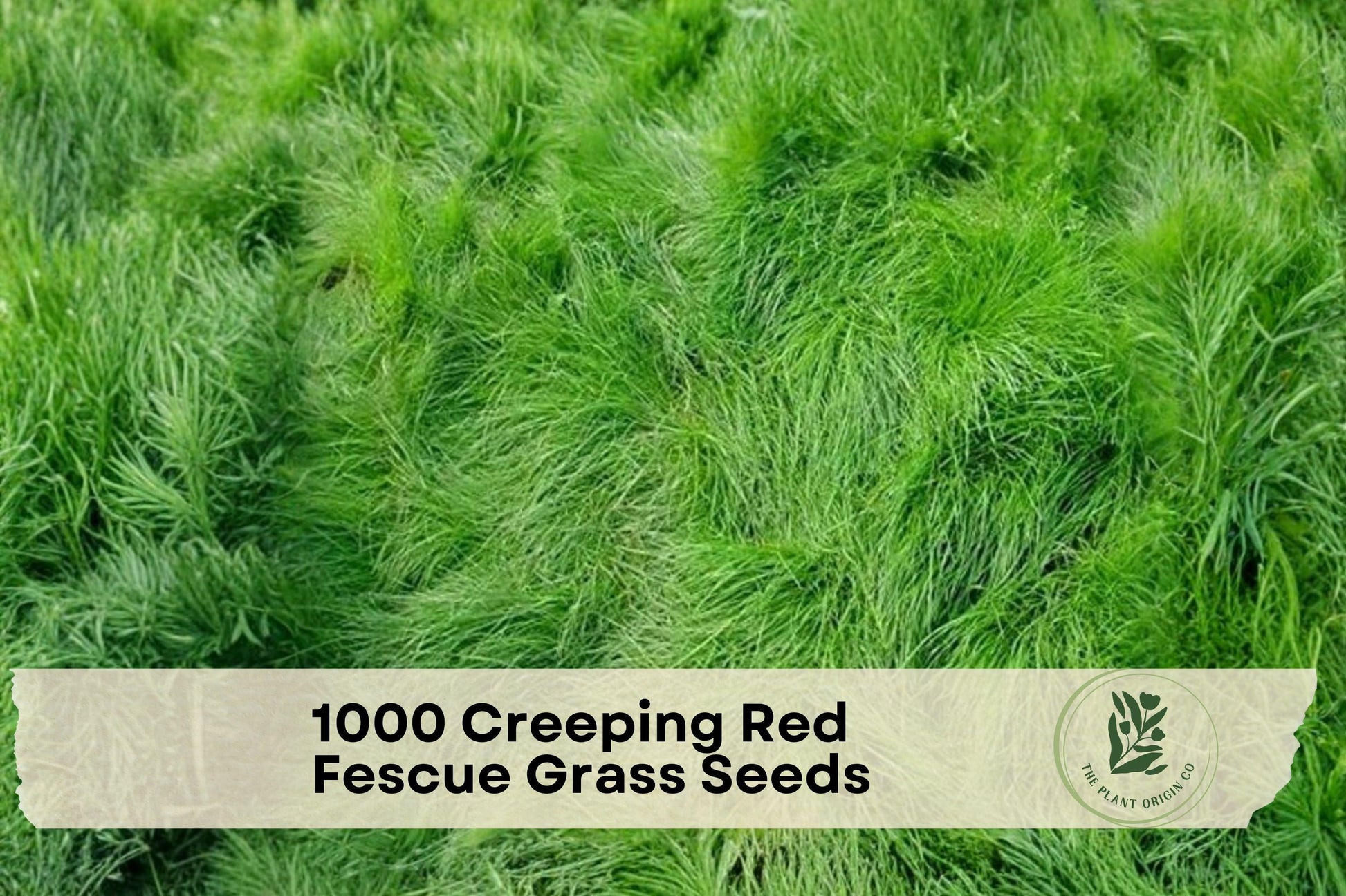 1000 Creeping Red Fescue Grass Seeds | Cool-Season Ground Cover | Festuca rubra for Lawns & Landscaping