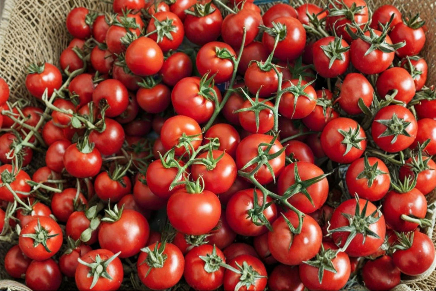 Heirloom Red Cherry Tomato Seeds – Sweet Garden Harvest, 200 Seeds, Small Juicy Fruits, Solanum lycopersicum