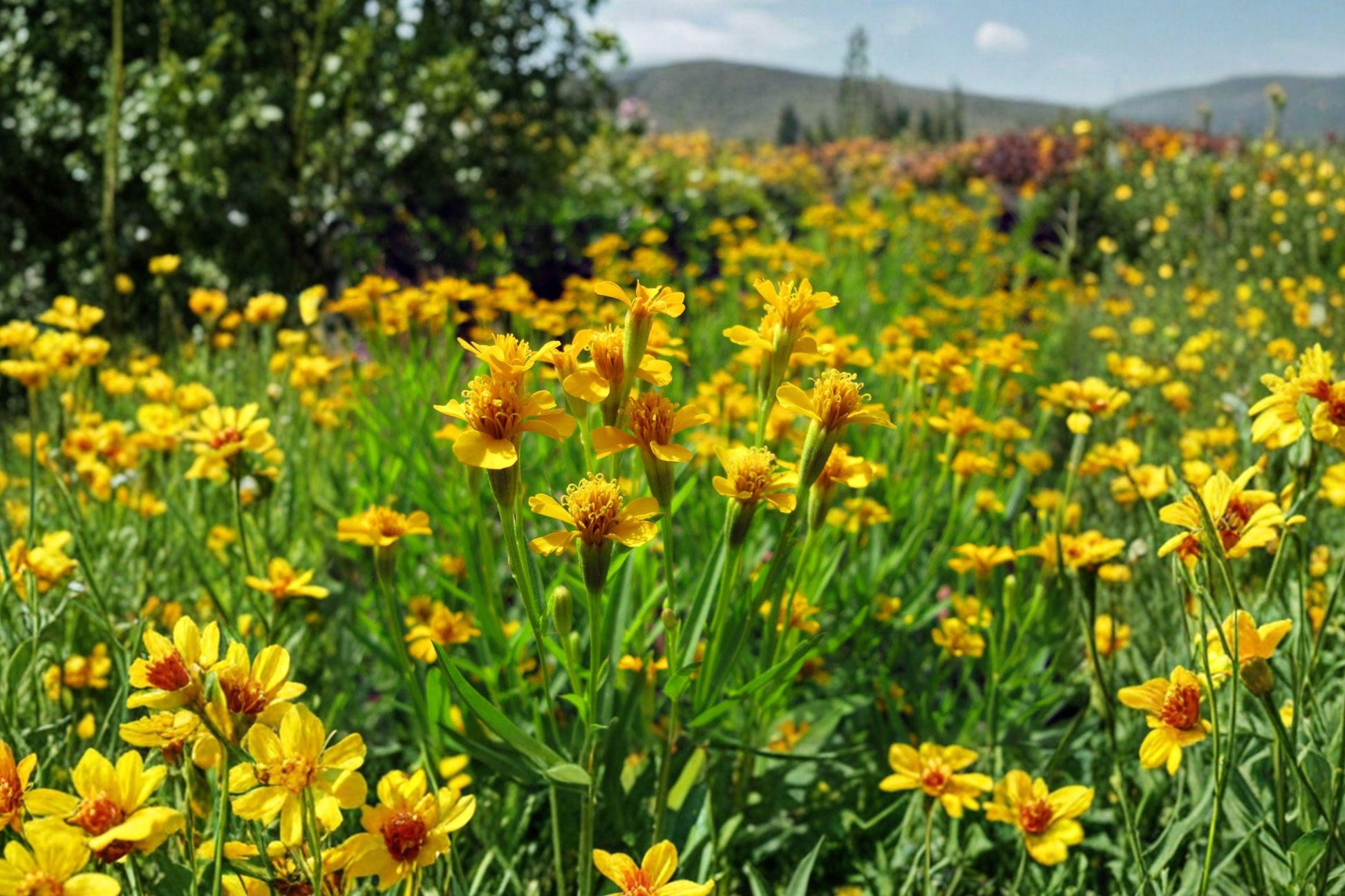 Mexican Tarragon Seeds – Aromatic Herb for Culinary, Medicinal & Pollinator Gardens – Tagetes lucida, 50 Seeds