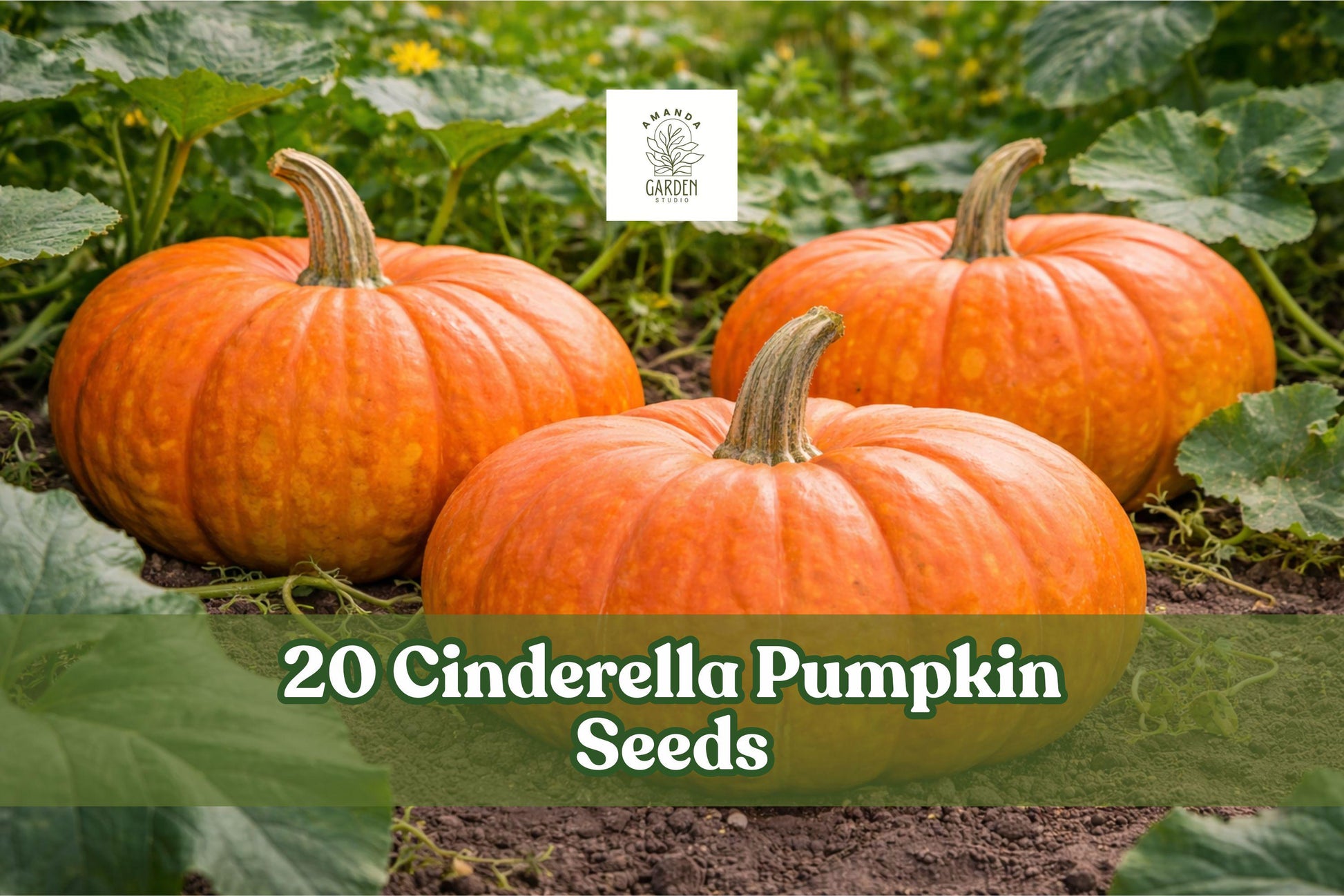 20 Cinderella Pumpkin Seeds – Heirloom Cucurbita maxima, Orange-Red, Garden Bed, Seasonal Harvest, Full Sun