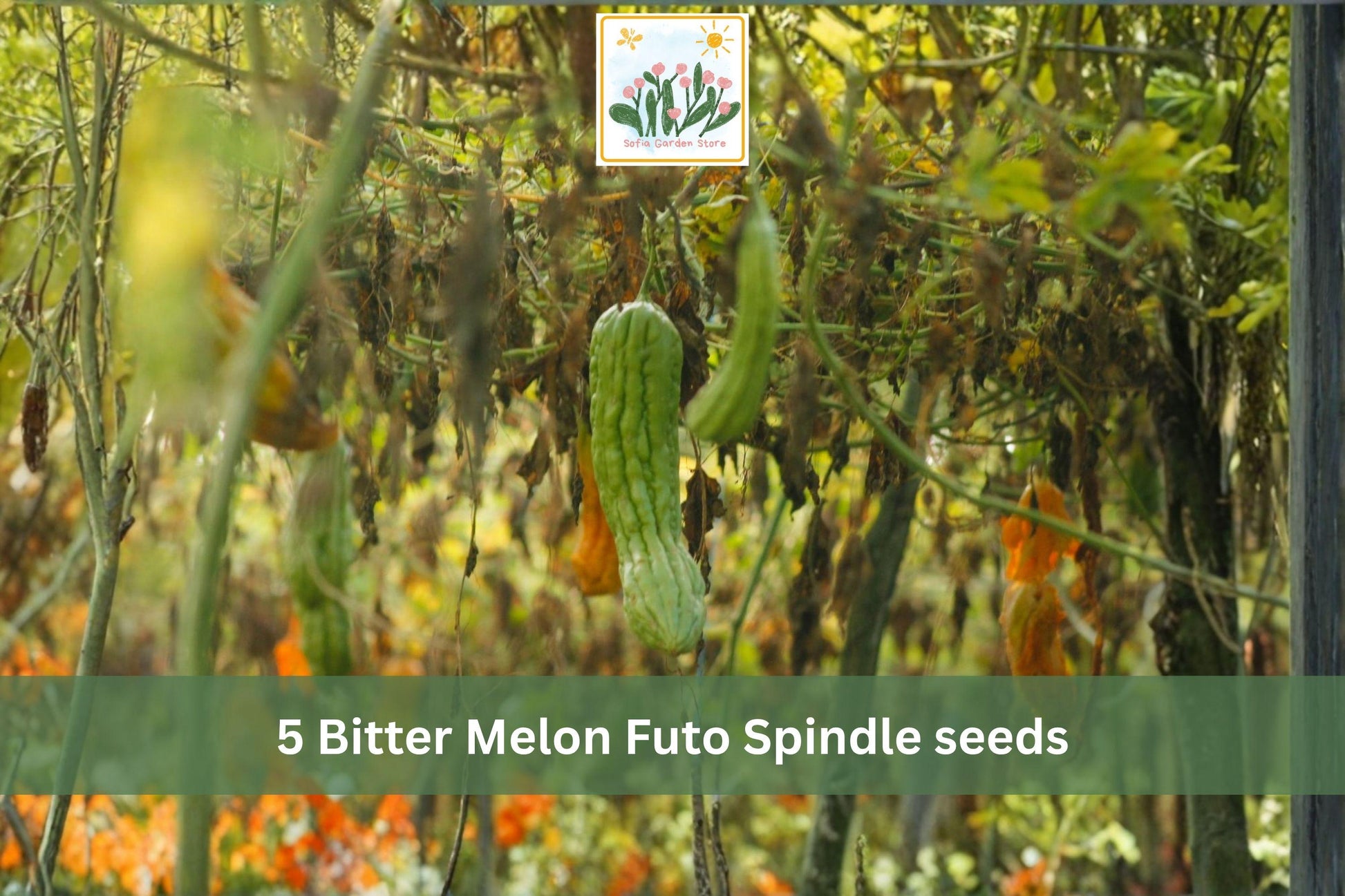 Bitter Melon Futo Spindle Seeds – Climbing Asian Gourd Vegetable, Momordica charantia, 5 Seeds