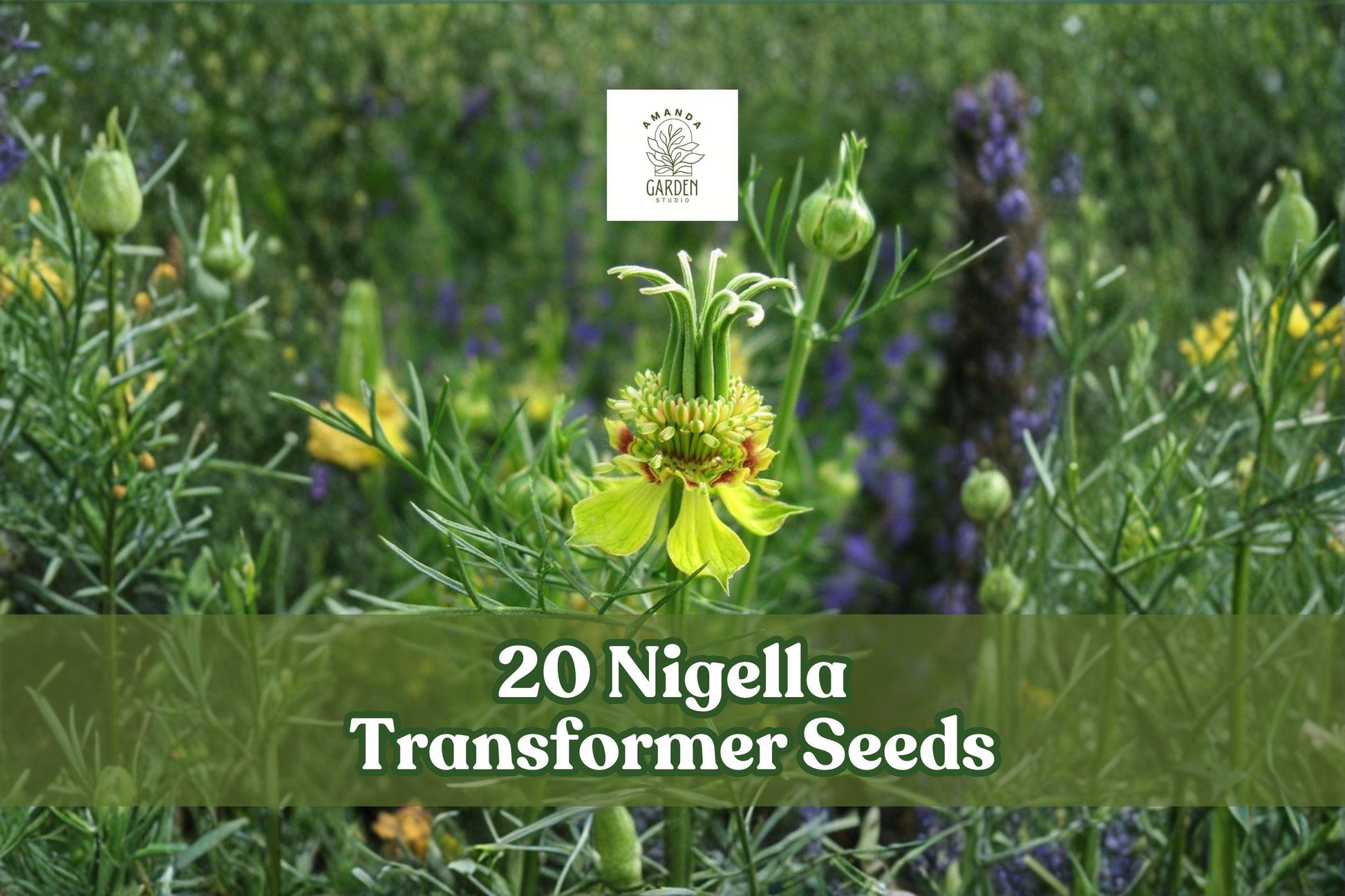 Nigella Transformer Seeds – Blue Annual Flower for Gardens, Borders & Arrangements – Nigella damascena