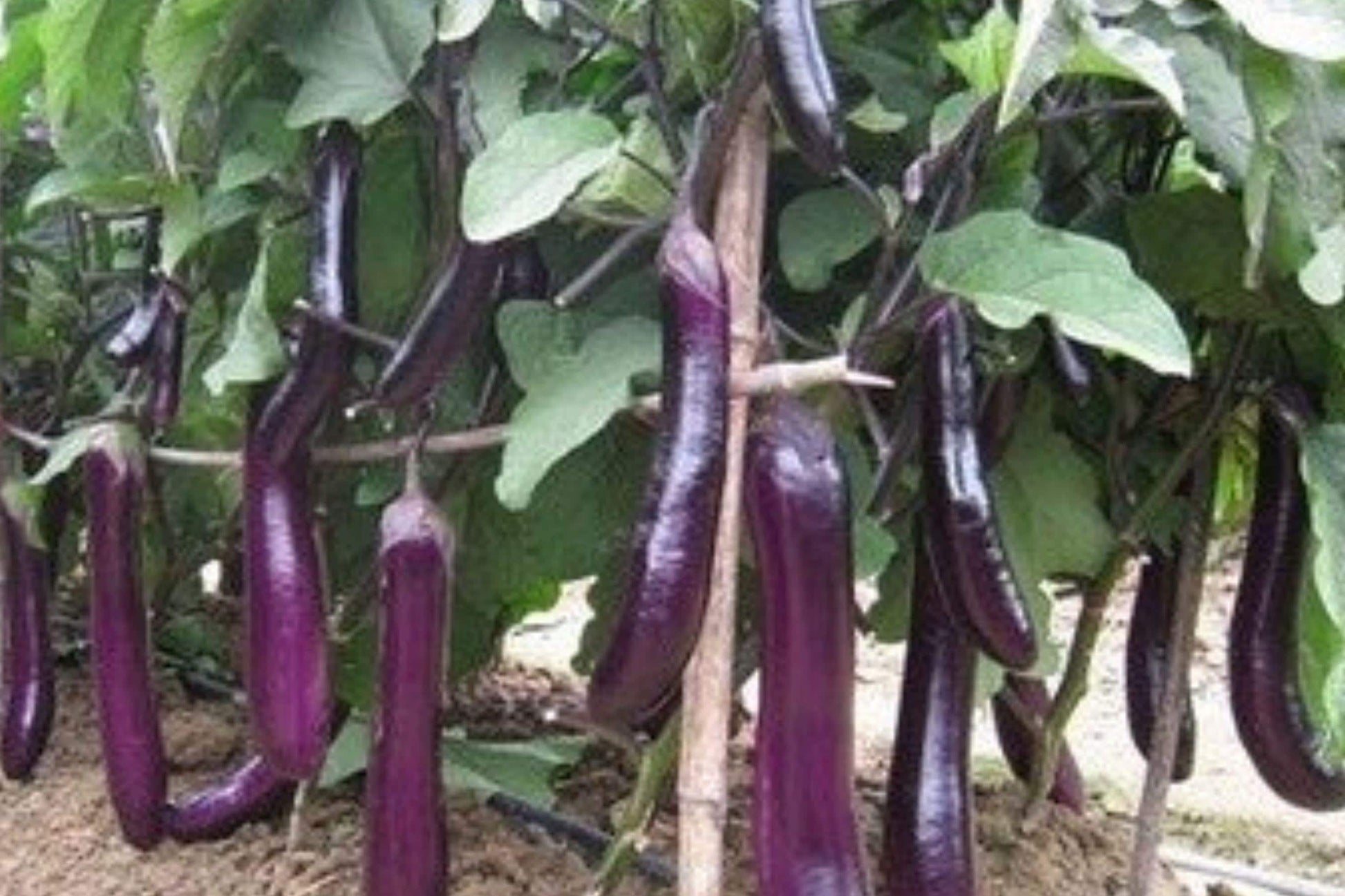 Long Purple Eggplant Seeds – Asian Heirloom Variety for Gardeners, 250+ Premium Seeds, Slender Fruits, Culinary Vegetable, Solanum melongena