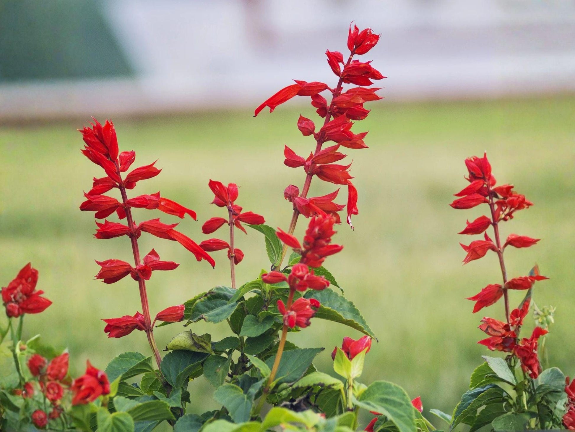 Scarlet Sage Seeds | Salvia coccinea | Bright Red Flowering Annual for Garden & Container Planting