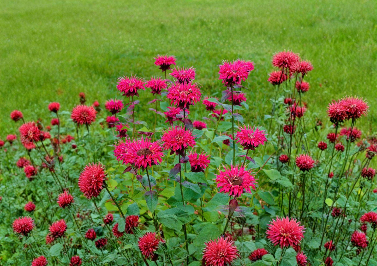 Scarlet Bee Balm Seeds - Monarda Didyma Bright Red Perennial Wildflower for Hummingbird & Pollinator Gardens